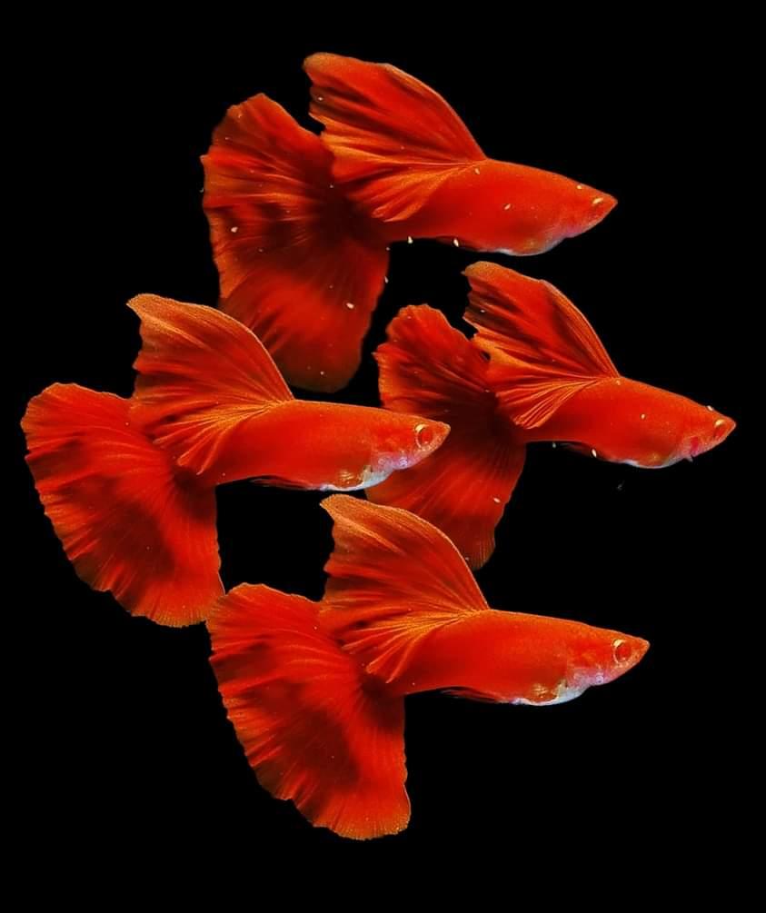 Guppies
