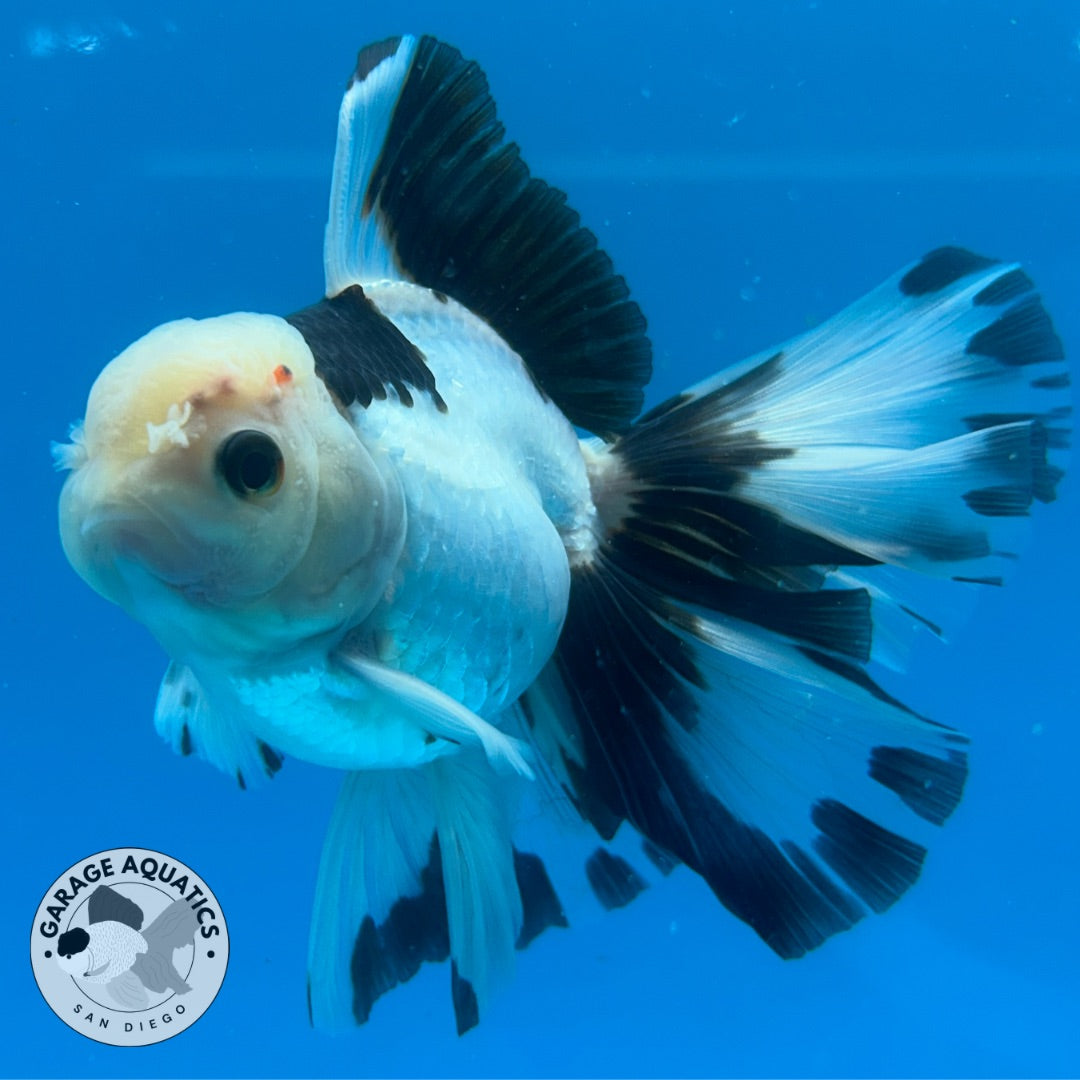 Thai Oranda Panda Rose Tail Strong Body Structure 3.5” Body Male 8 Months (JC-011)