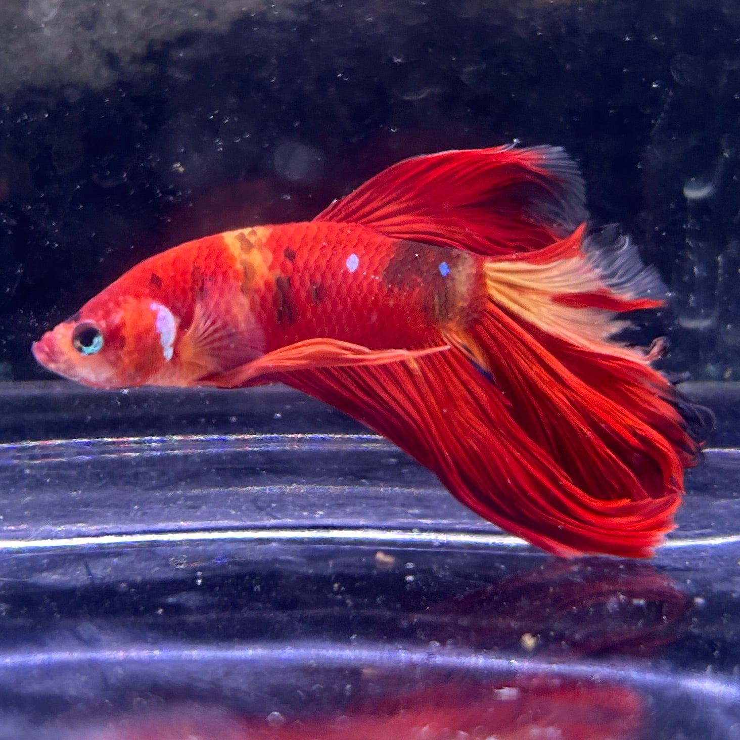 Koi Nemo Halfmoon Male Betta Fish (You pick) JAR#2 GBM-102