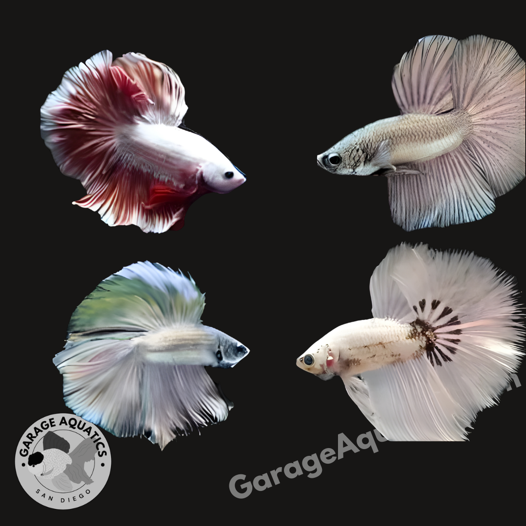 Live Male Betta Fancy Copper Scales Over Halfmoon Light Tone (Our Choice)
