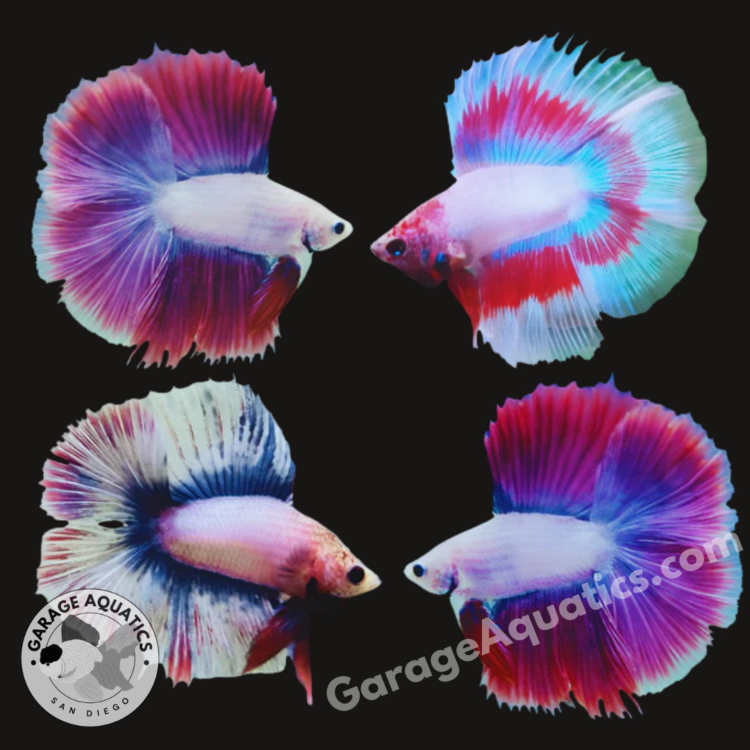 Live Male Betta Fancy Mix Color Double Tail Halfmoon Light Tone (Our Choice)