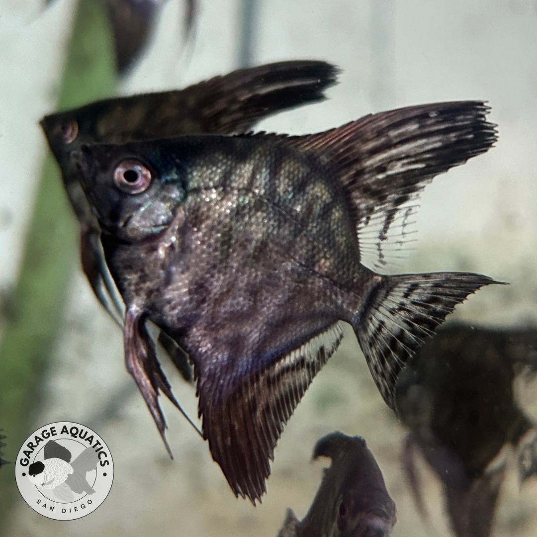 Live Fancy Fish – Leopard Angelfish Stunning Rare Line-Bred Pterophyllum Scalare VIP Grade – Direct From Farm