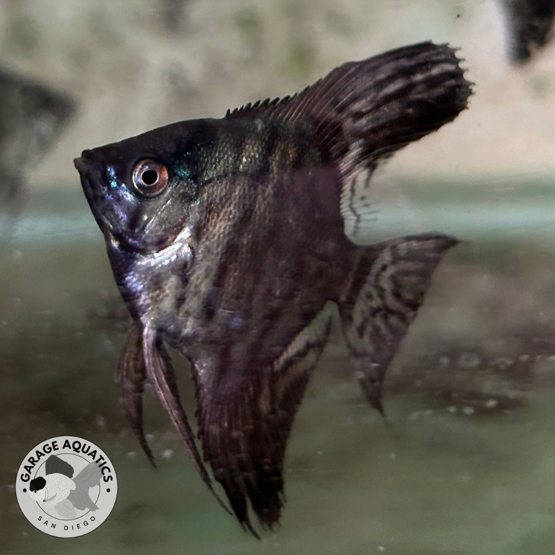 Live Fancy Fish – Leopard Angelfish Stunning Rare Line-Bred Pterophyllum Scalare VIP Grade – Direct From Farm
