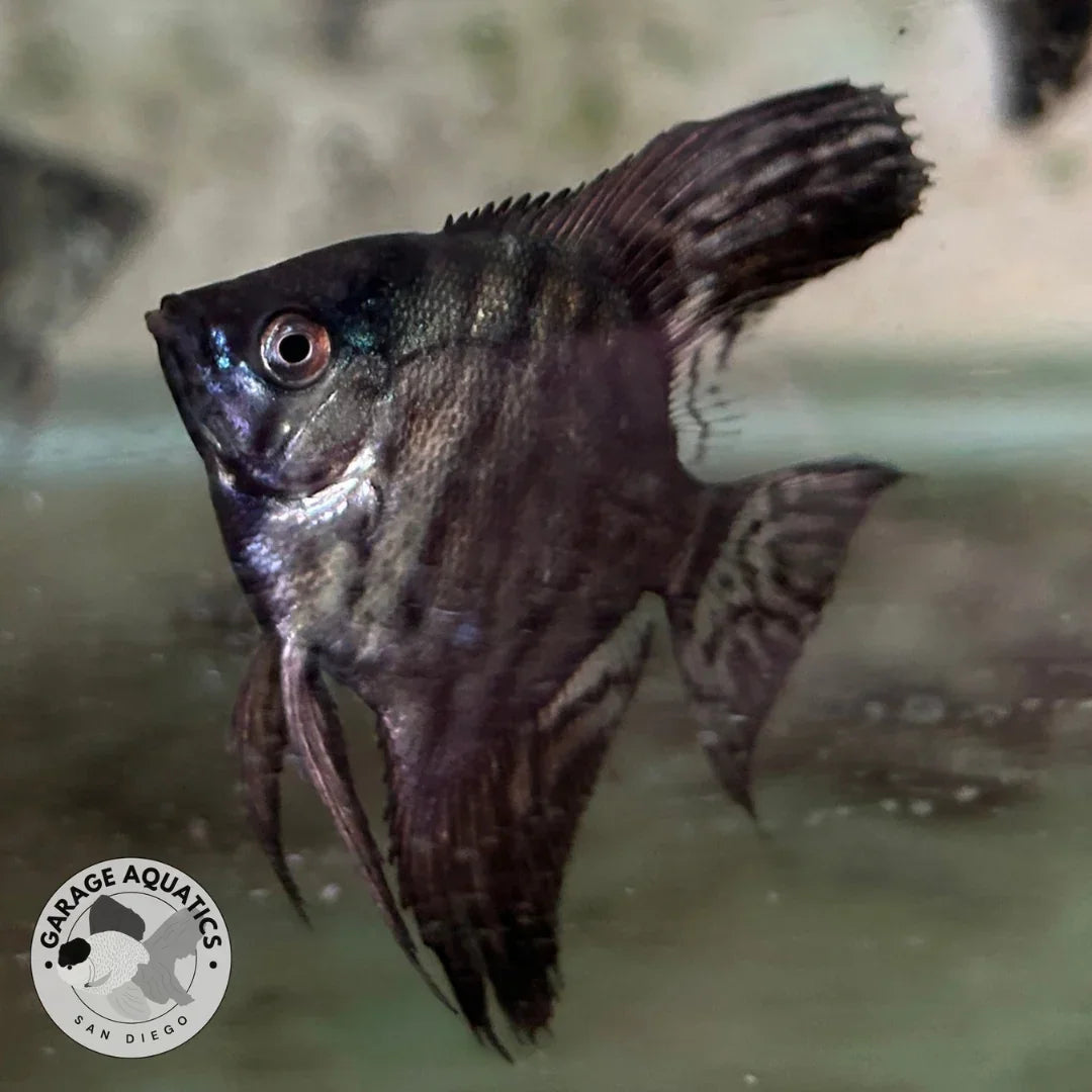 Pinoy Leopard Angelfish (Our Choice)