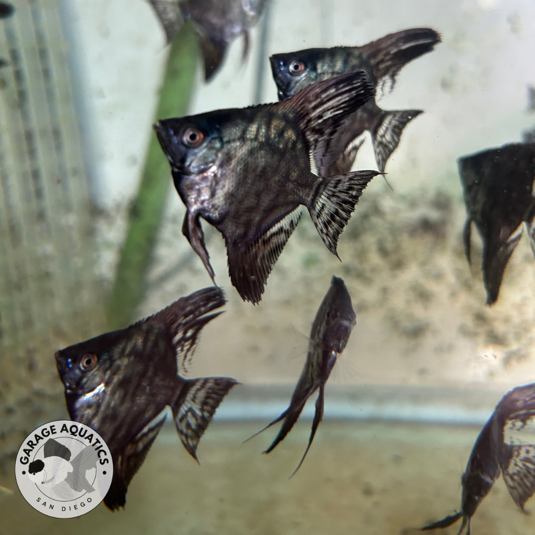 Live Fancy Fish – Leopard Angelfish Stunning Rare Line-Bred Pterophyllum Scalare VIP Grade – Direct From Farm