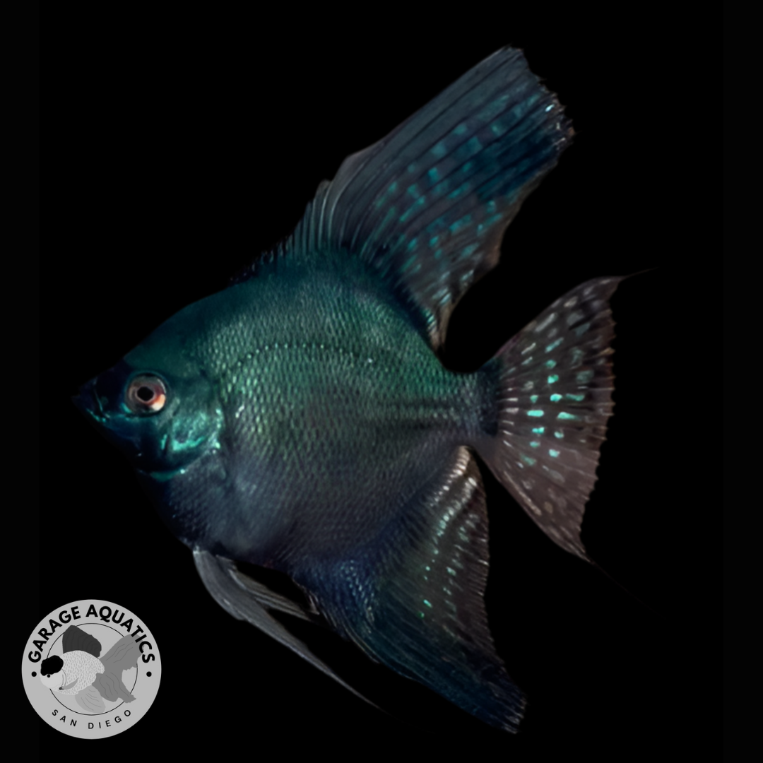 Live Fancy Fish β Pinoy Ghost Angelfish VIP Grade β Rare Line-Bred Pterophyllum Scalare (Our Choice)