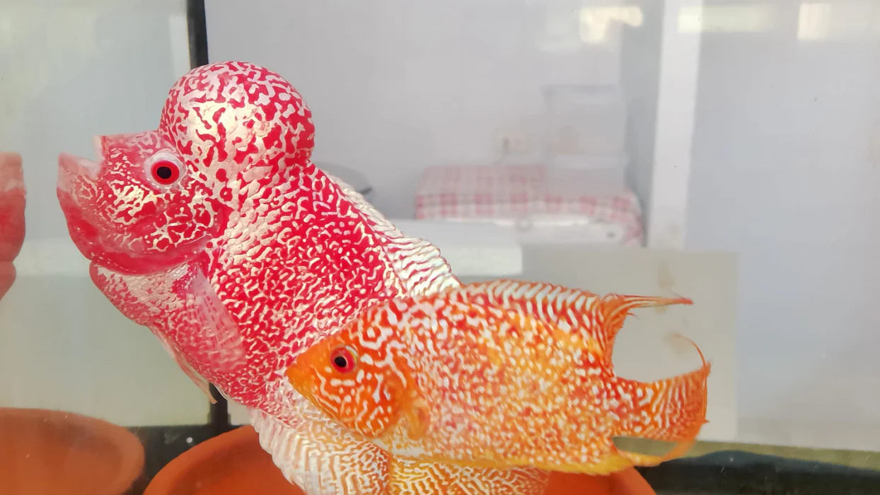Live Freshwater Golden Base Kamfa 5"+ Male Flowerhorn by Snow X Breed Thailand (FH-001)