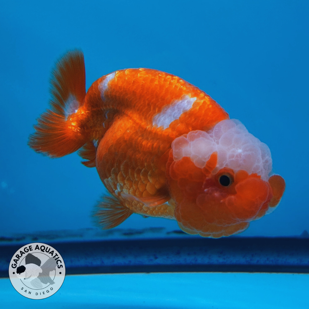 Live Premium Fancy Goldfish Lionchu Dragon Head Red/White 3” body A Grade JC-090