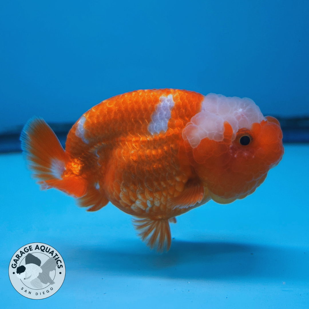 Live Premium Fancy Goldfish Lionchu Dragon Head Red/White 3” body A Grade JC-090