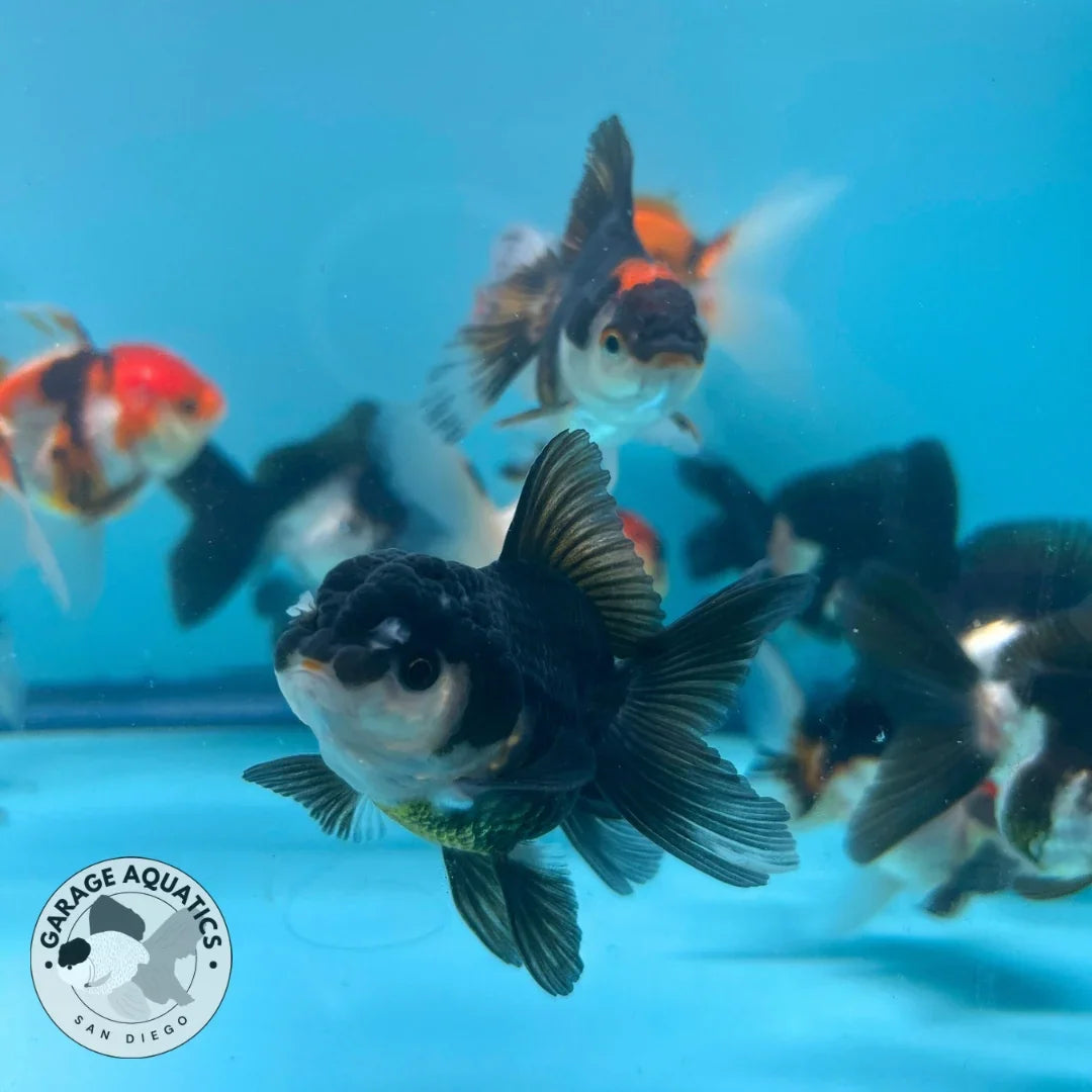 Mix Color Thai Oranda Goldfish 5 Pack, 2" Body (Our Choice)