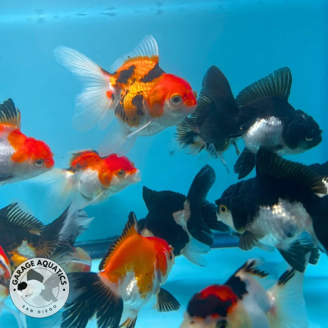 Mix Color Thai Oranda Goldfish 5 Pack, 2" Body (Our Choice)