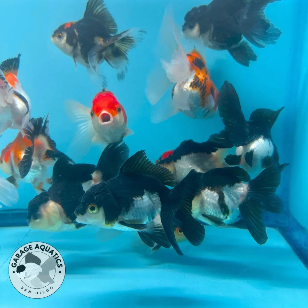 Mix Color Thai Oranda Goldfish 5 Pack, 2" Body (Our Choice)