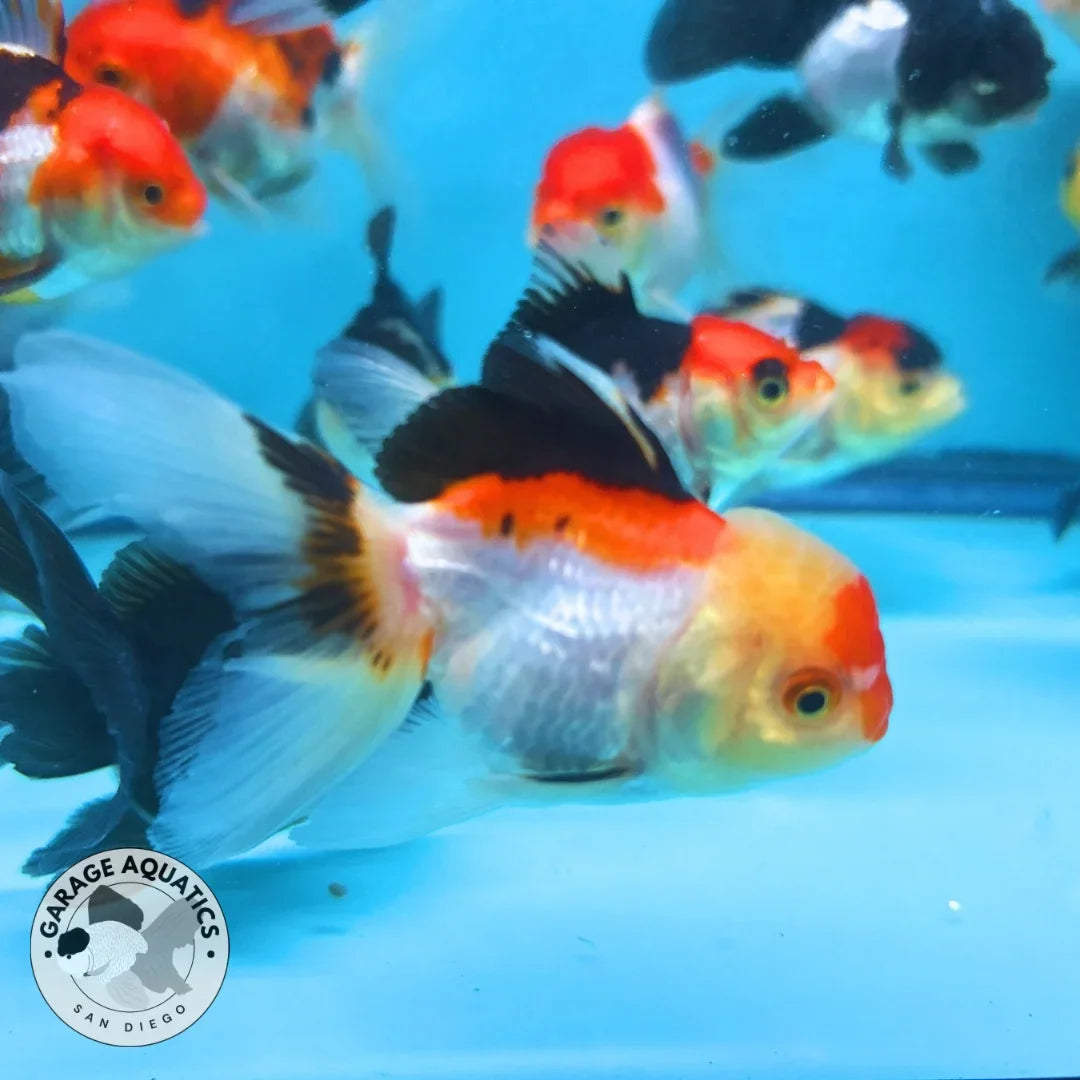 Mix Color Thai Oranda Goldfish 5 Pack, 2" Body (Our Choice)