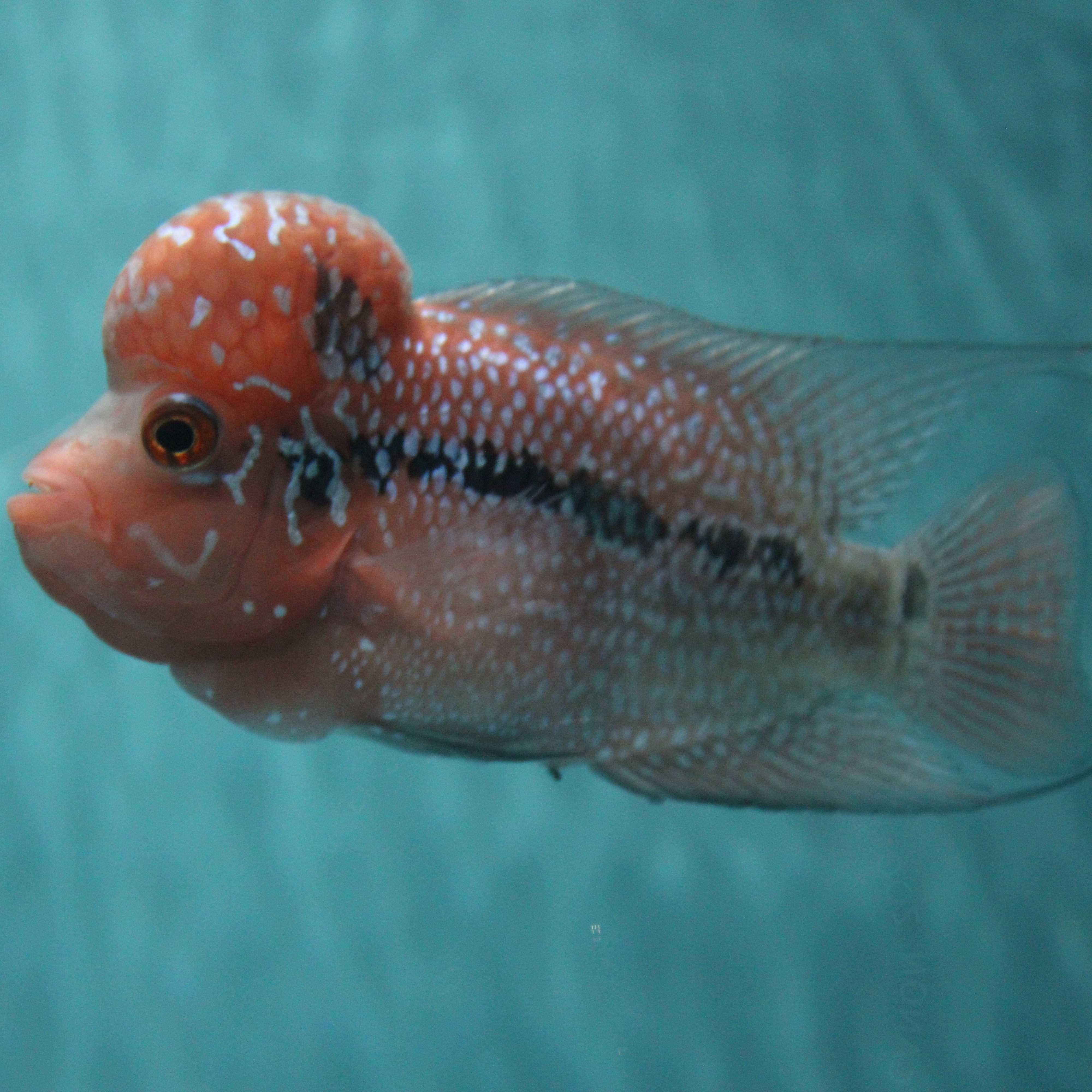Super Red Dragon Flowerhorn MALE 4.5" inch King Kamfa BIG KOK (SRD03) H26-02