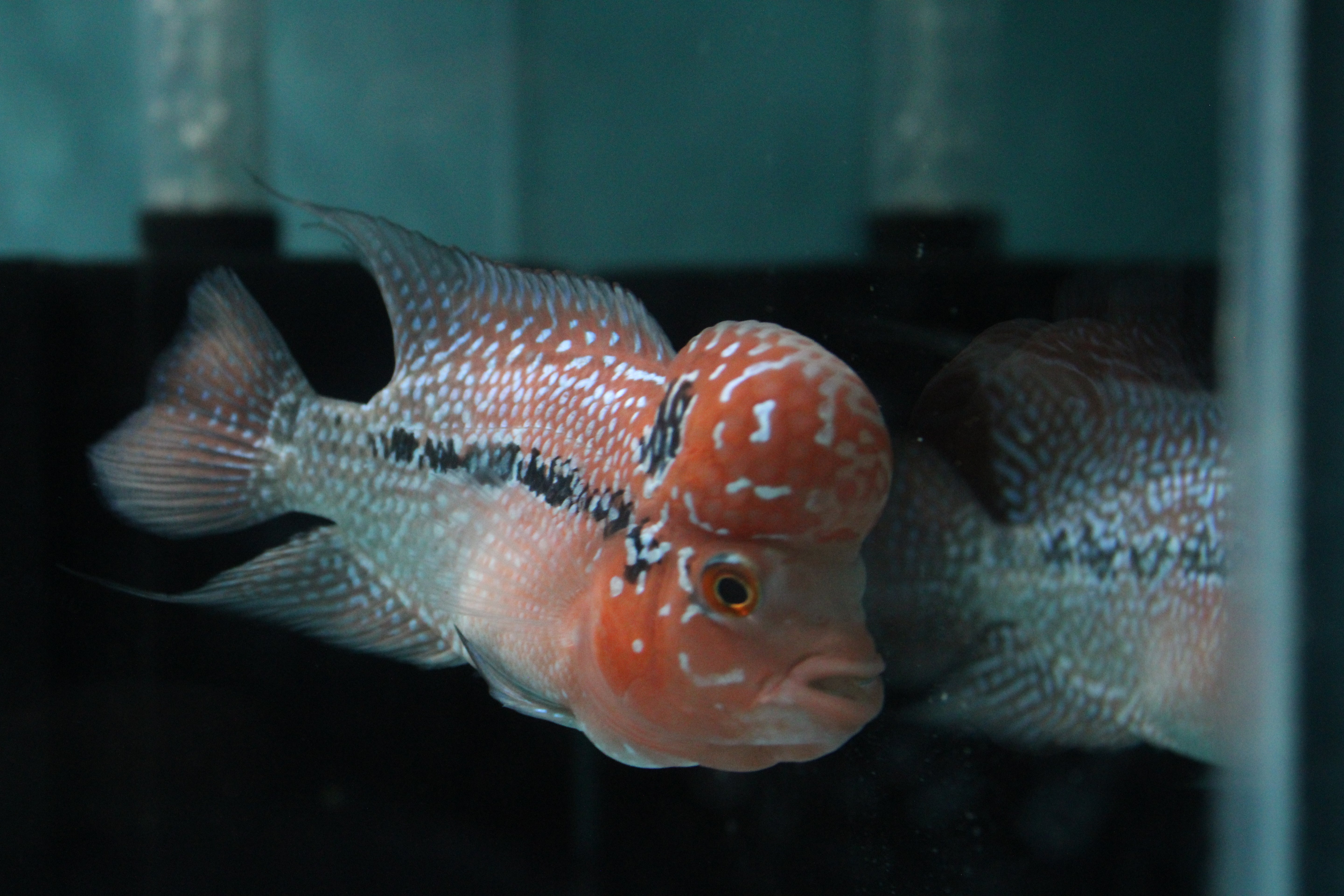 Super Red Dragon Flowerhorn MALE 4.5" inch King Kamfa BIG KOK (SRD03) H26-02