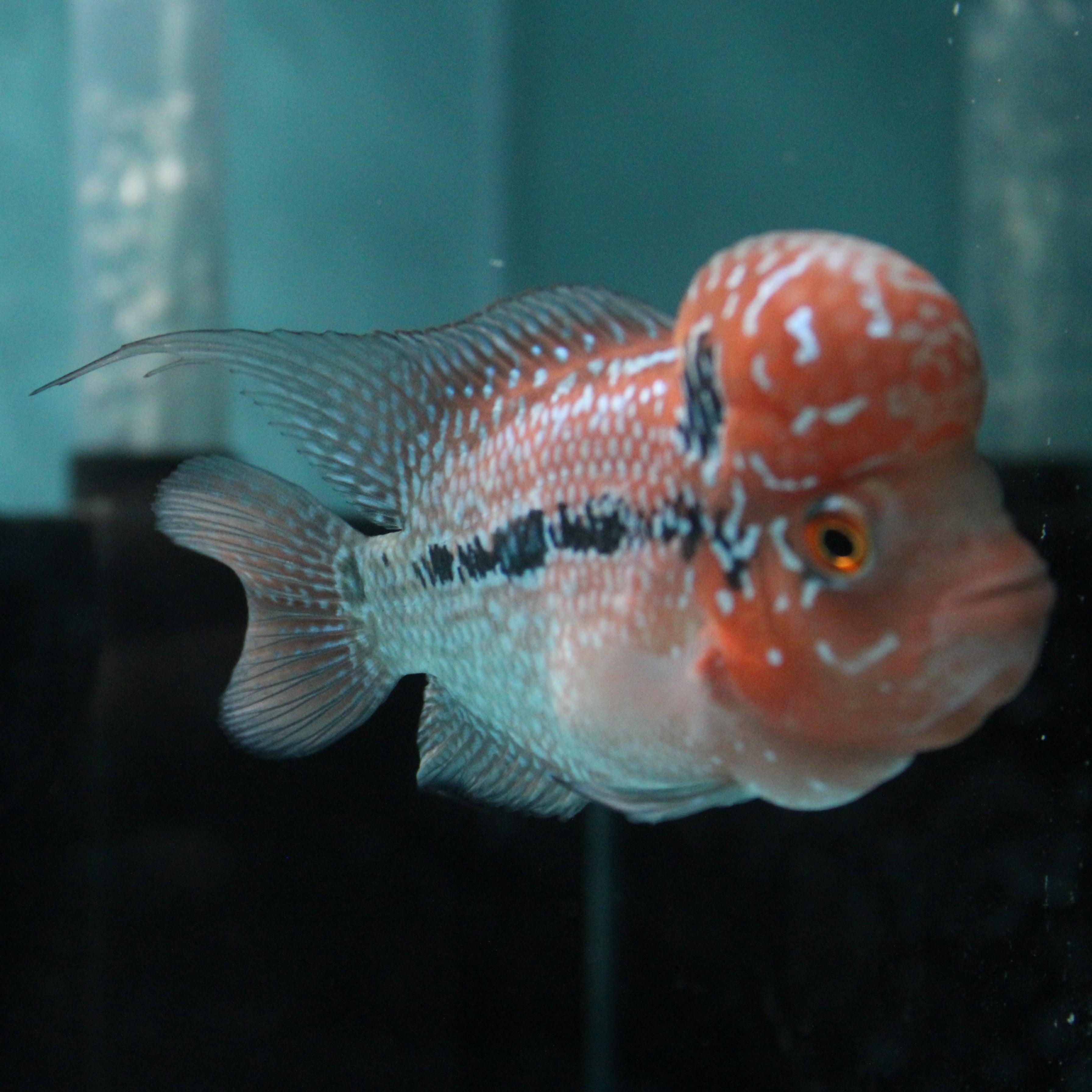 Super Red Dragon Flowerhorn MALE 4.5" inch King Kamfa BIG KOK (SRD03) H26-02