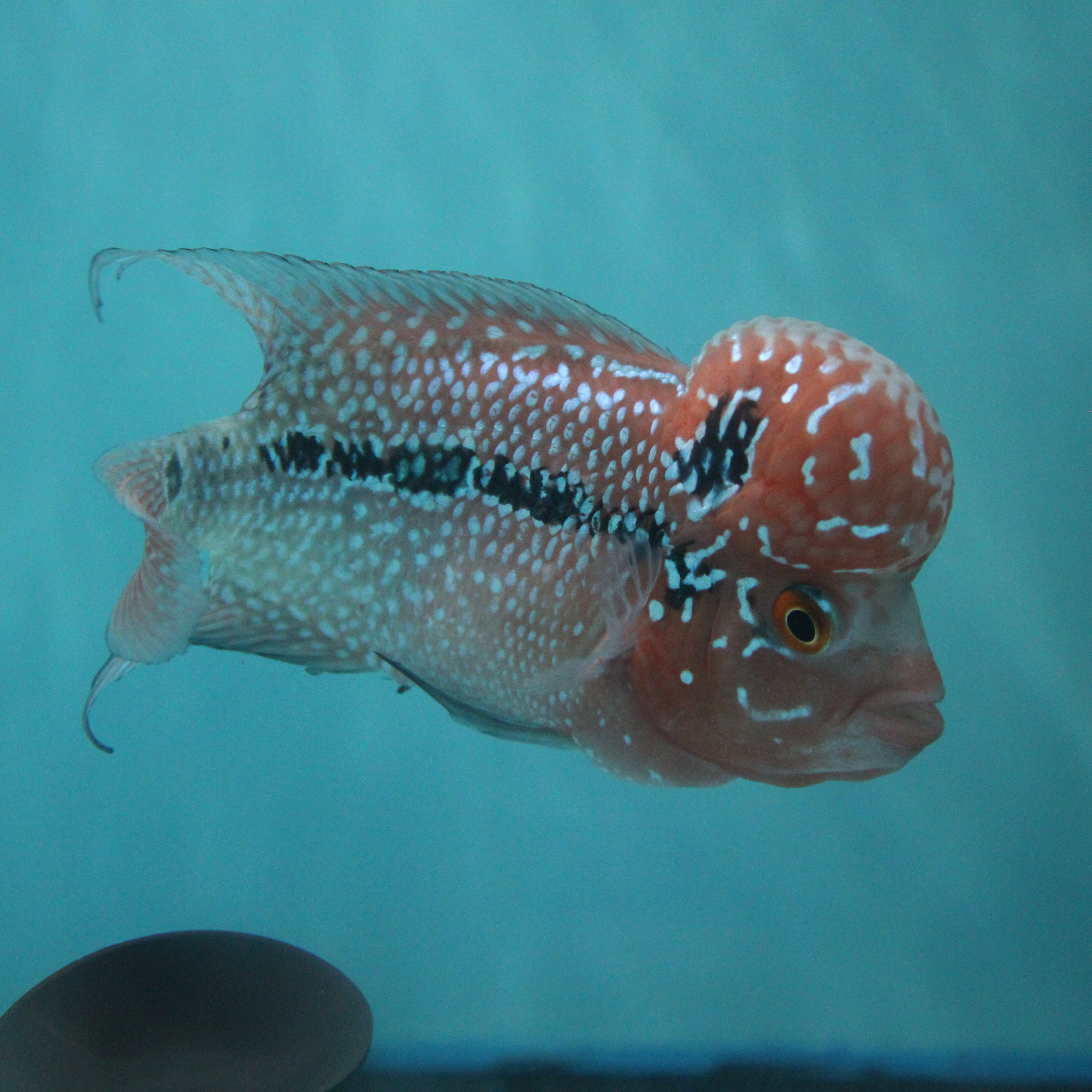 Super Red Dragon Flowerhorn MALE 4.5" inch King Kamfa BIG KOK (SRD03) H26-02