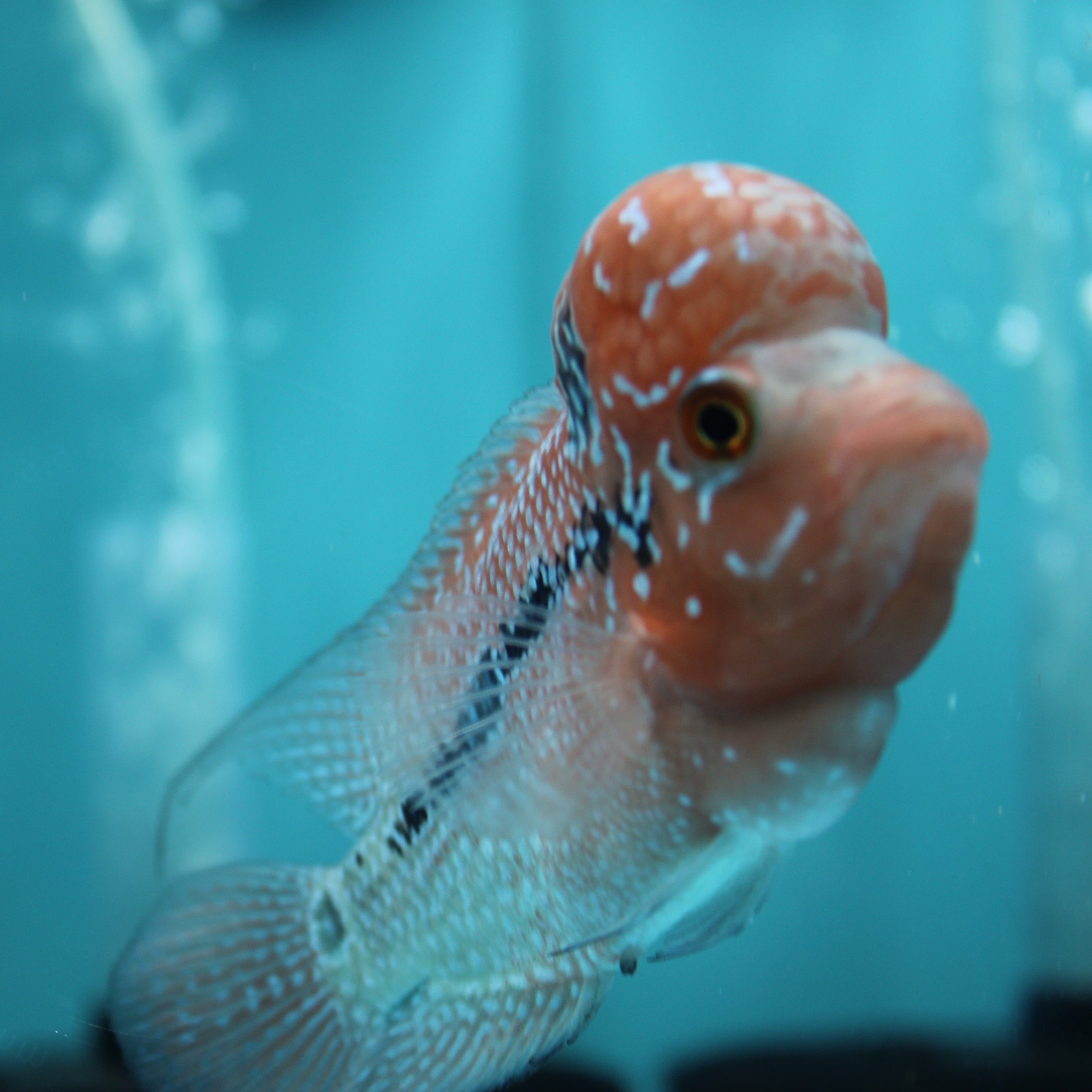 Super Red Dragon Flowerhorn MALE 4.5" inch King Kamfa BIG KOK (SRD03) H26-02