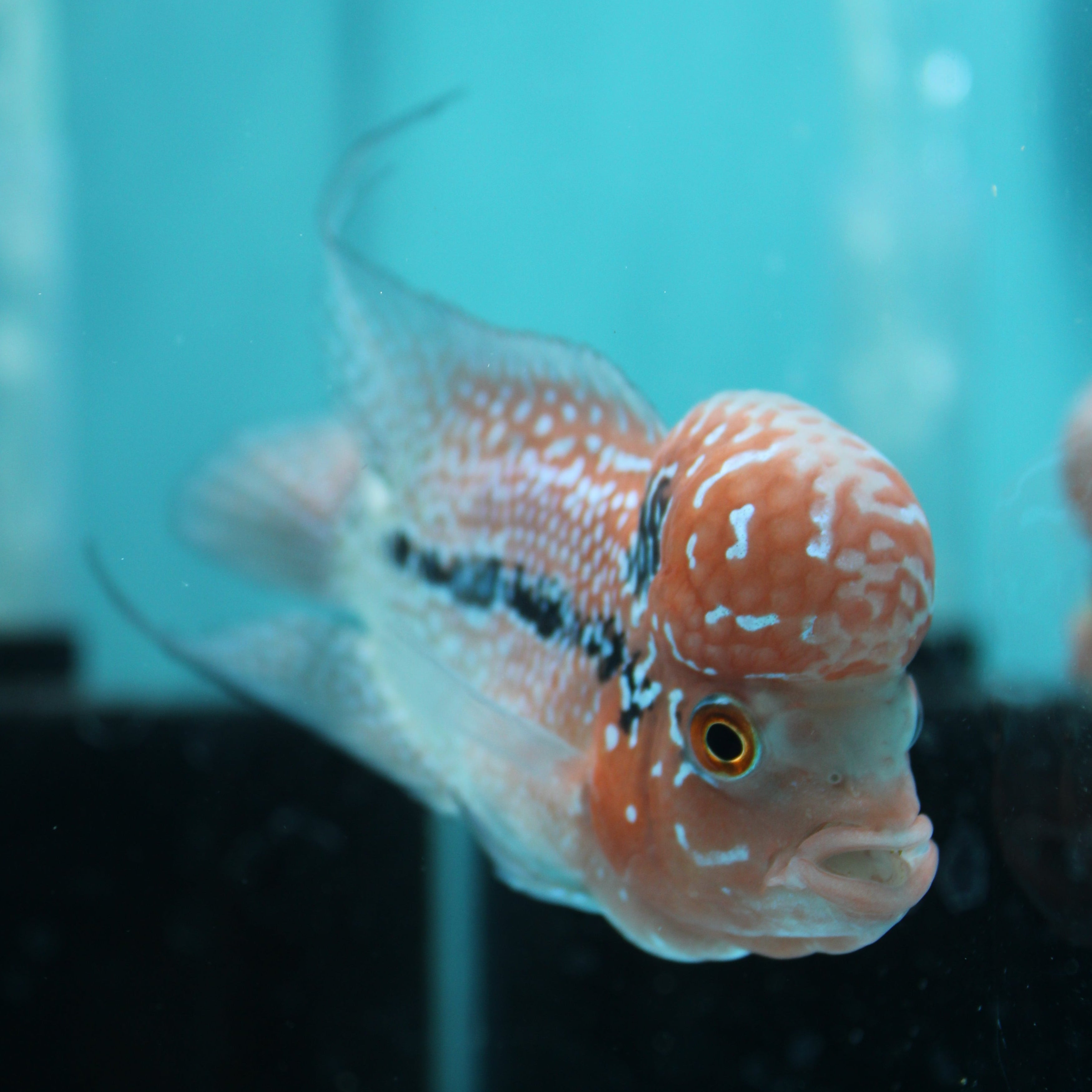 Super Red Dragon Flowerhorn MALE 4.5" inch King Kamfa BIG KOK (SRD03) H26-02