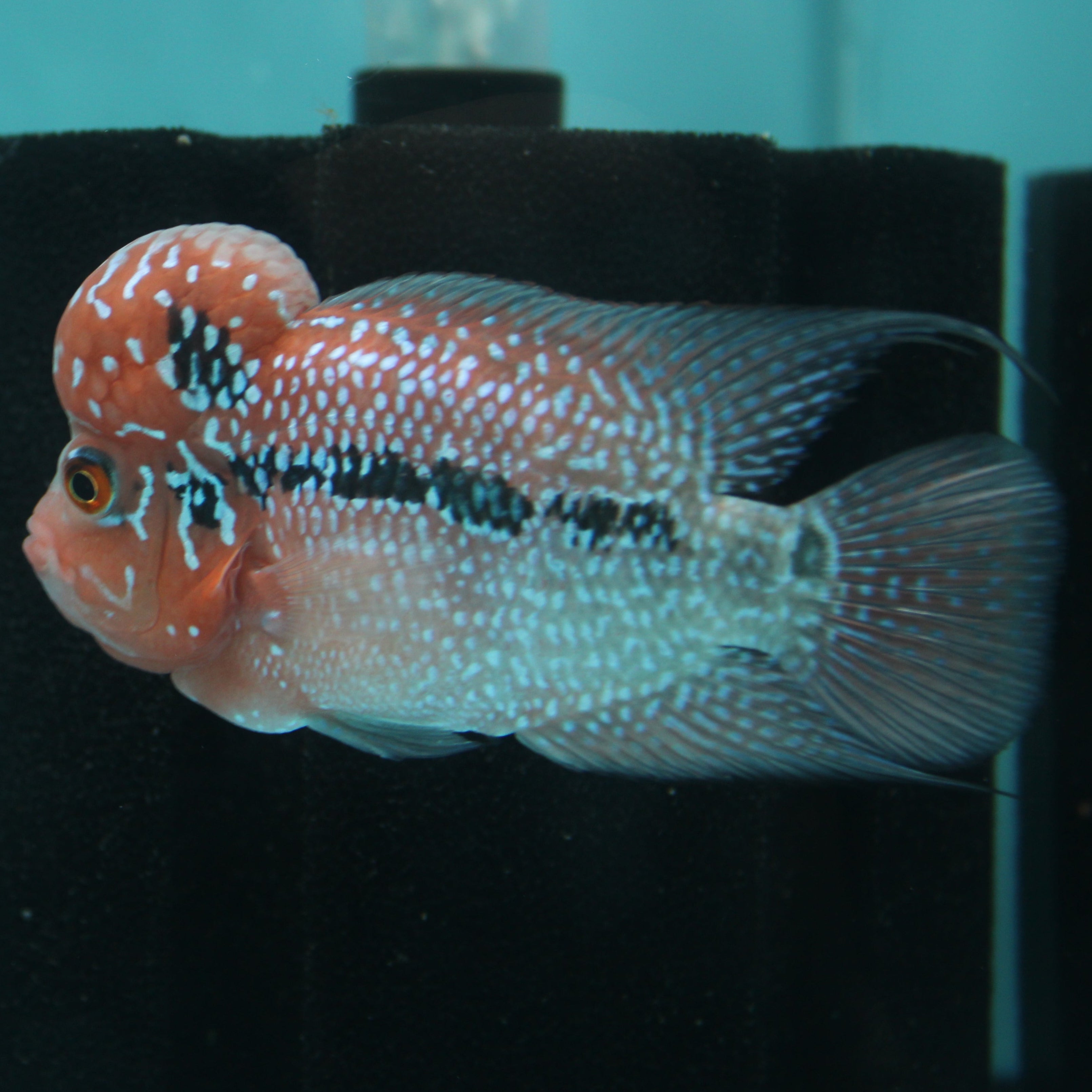 Super Red Dragon Flowerhorn MALE 4.5" inch King Kamfa BIG KOK (SRD03) H26-02