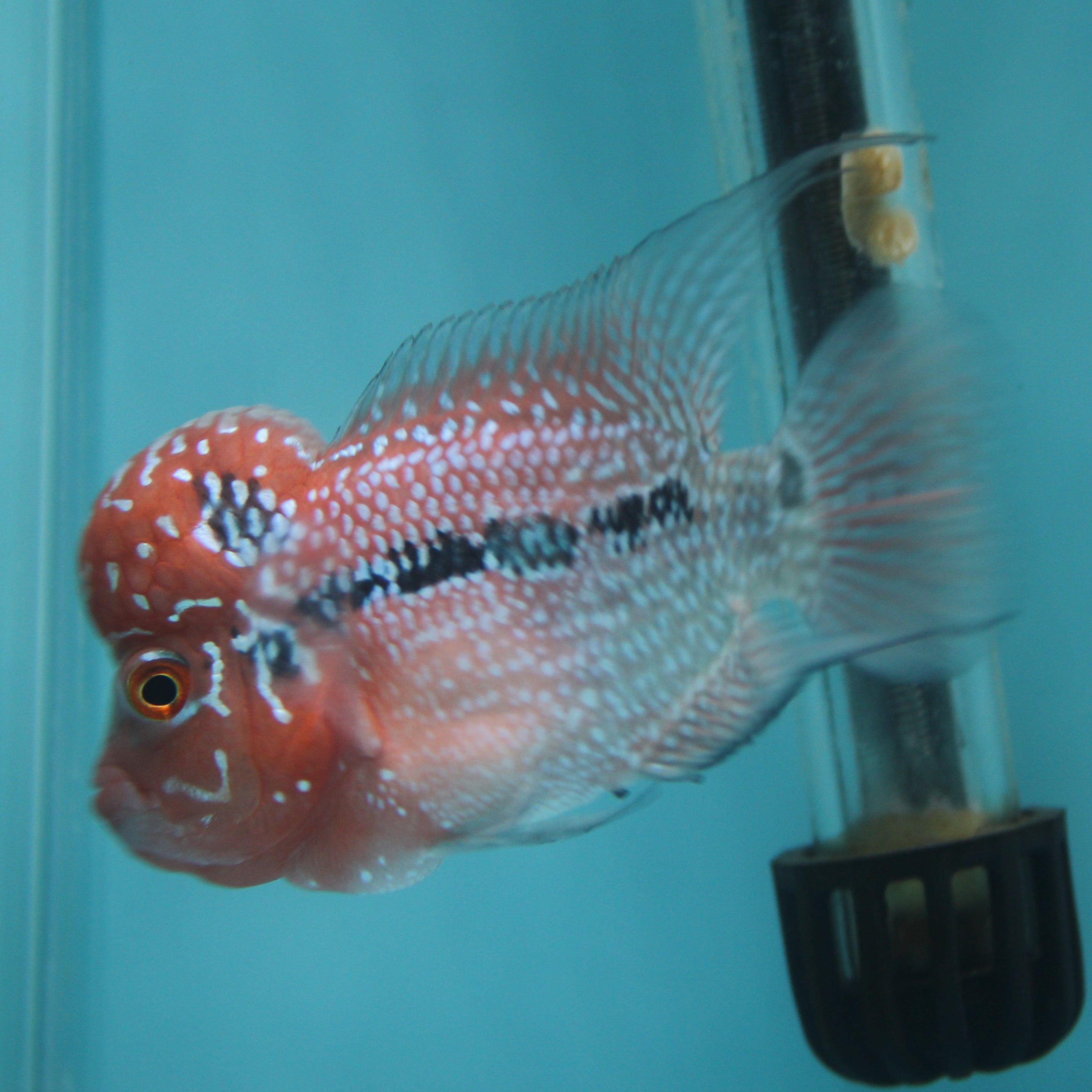 Super Red Dragon Flowerhorn MALE 4.5" inch King Kamfa BIG KOK (SRD03) H26-02