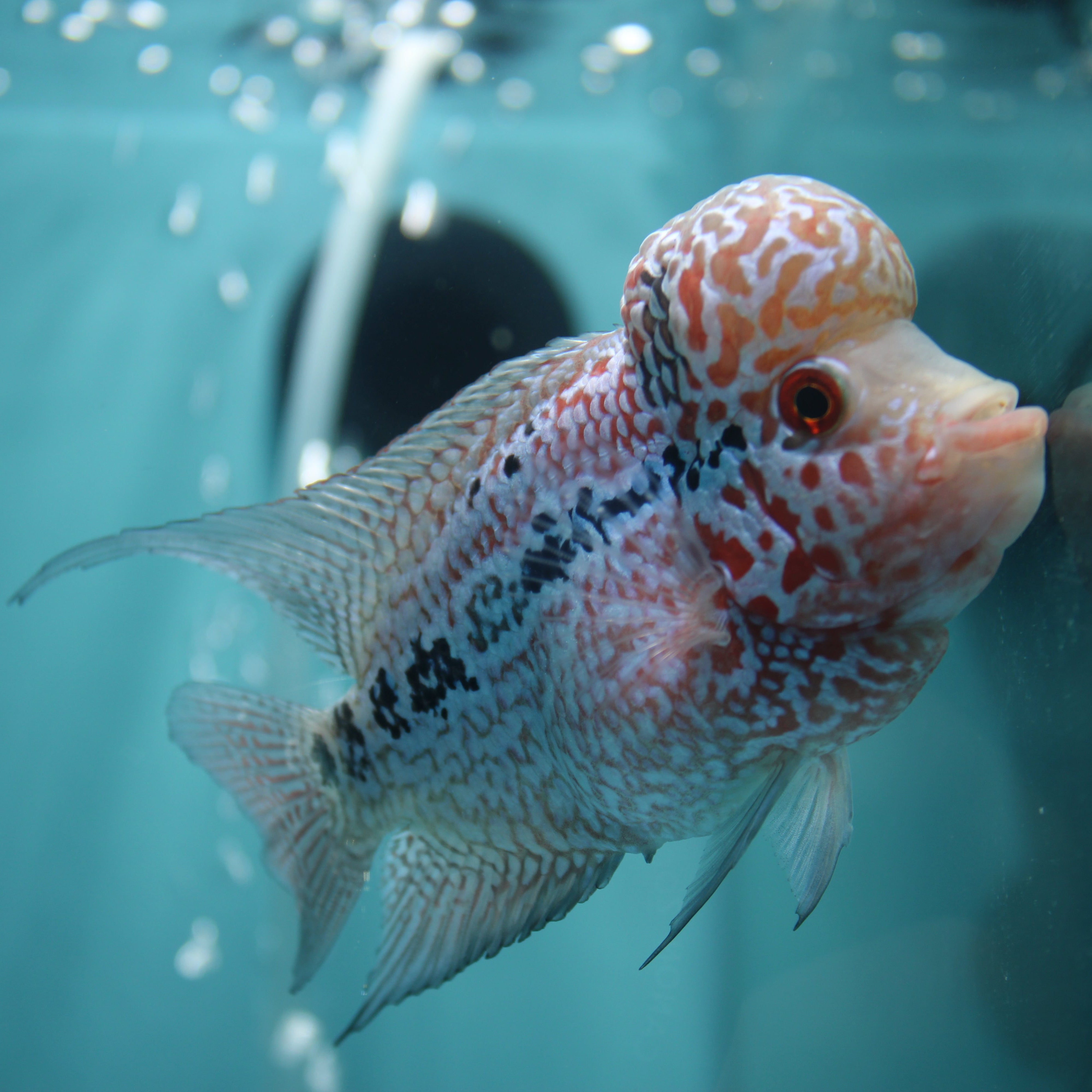 Super Red Dragon Flowerhorn MALE 4.5" inch King Kamfa BIG KOK (SRD01) H26-01