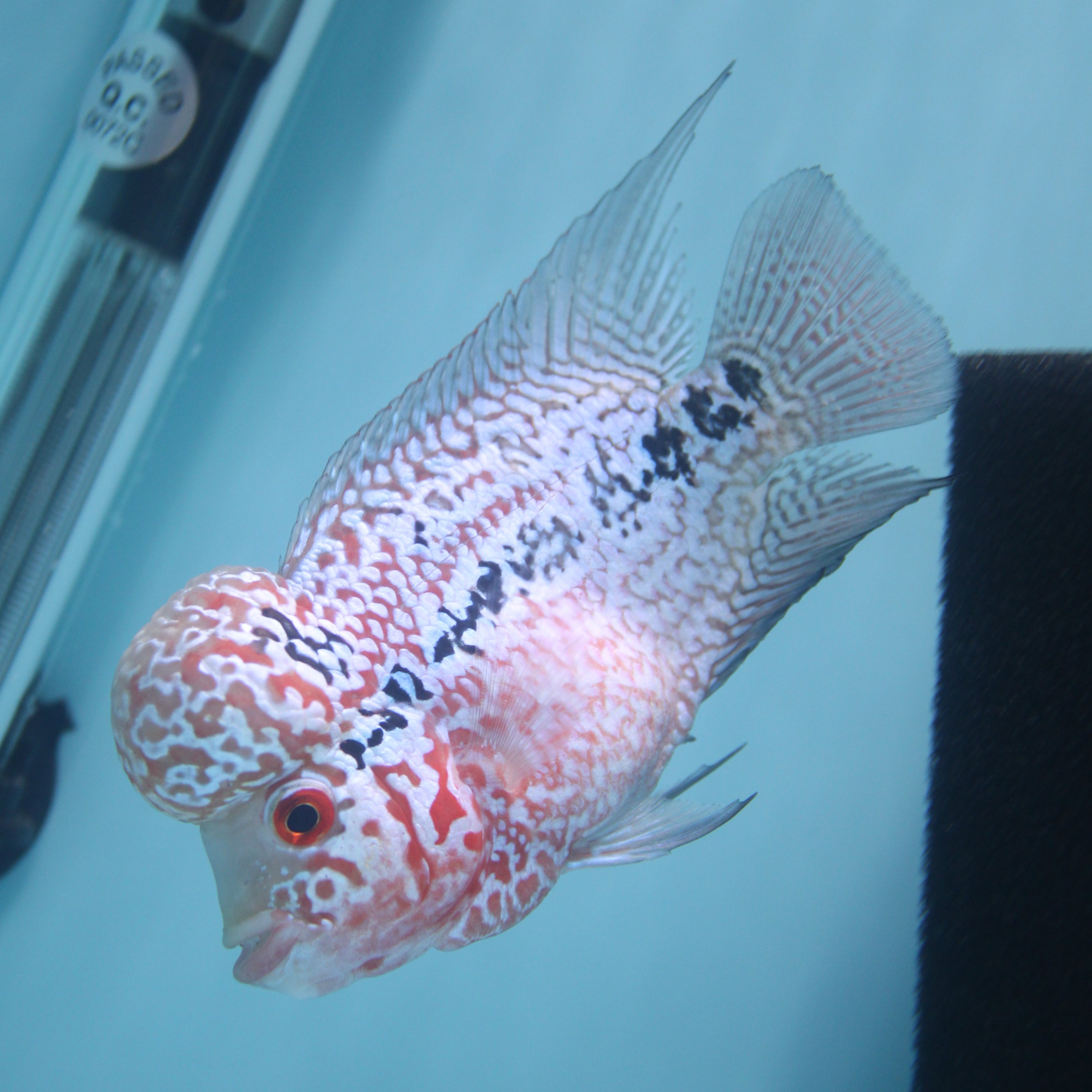 Super Red Dragon Flowerhorn MALE 4.5" inch King Kamfa BIG KOK (SRD01) H26-01