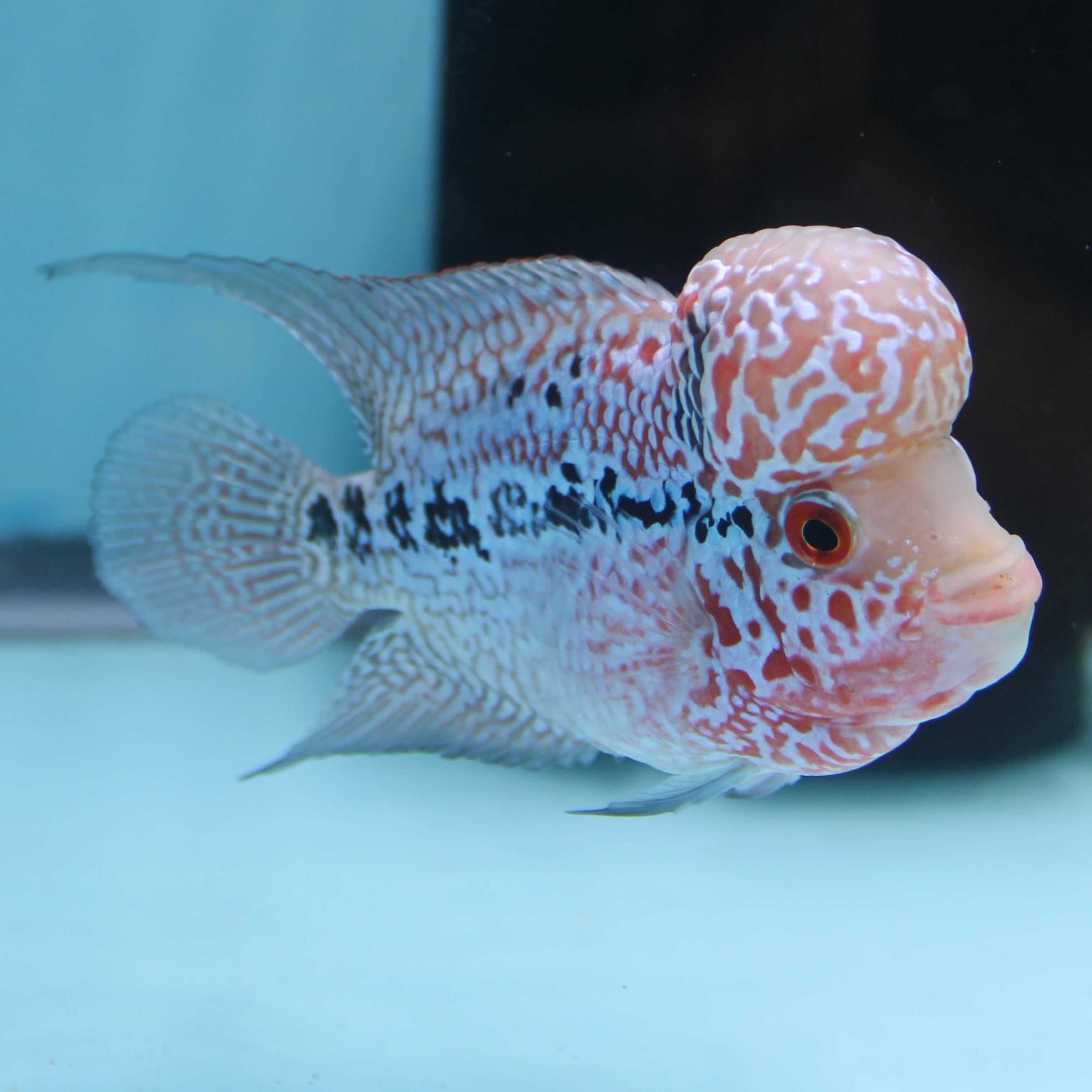 Super Red Dragon Flowerhorn MALE 4.5" inch King Kamfa BIG KOK (SRD01) H26-01