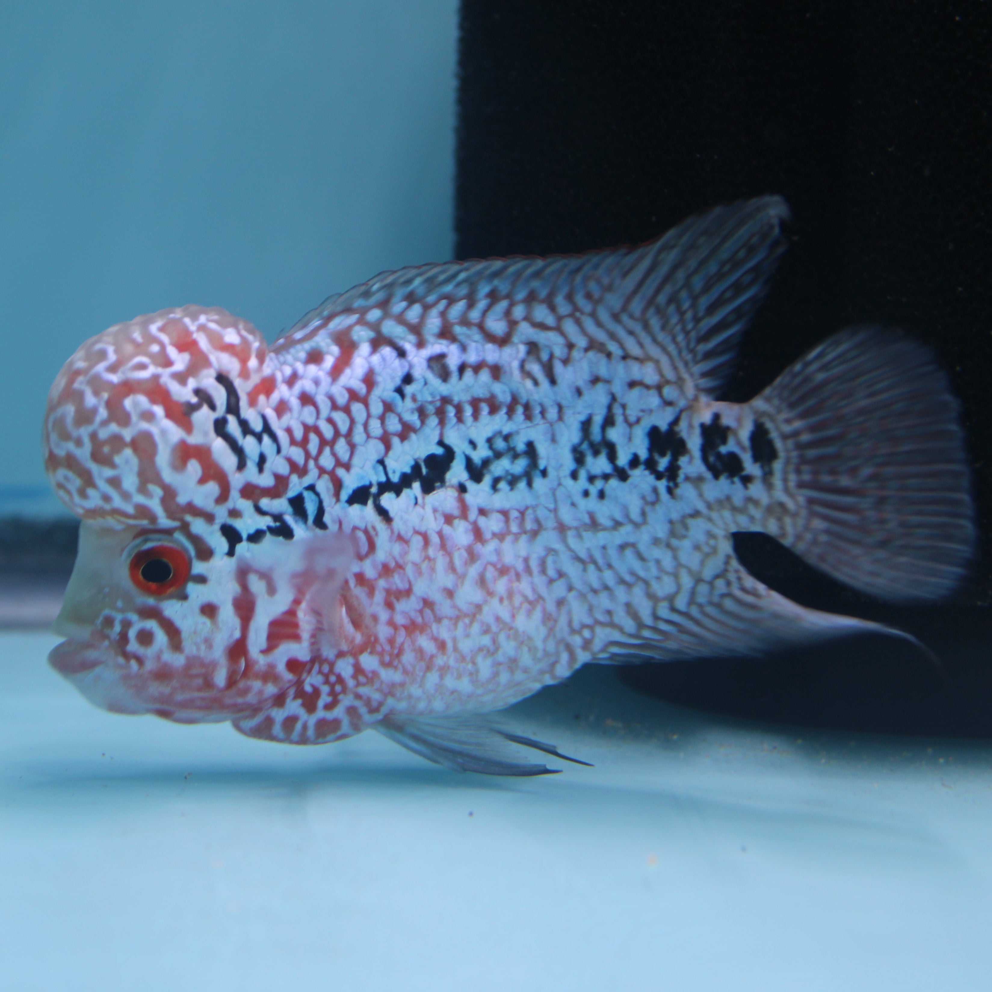 Super Red Dragon Flowerhorn MALE 4.5" inch King Kamfa BIG KOK (SRD01) H26-01