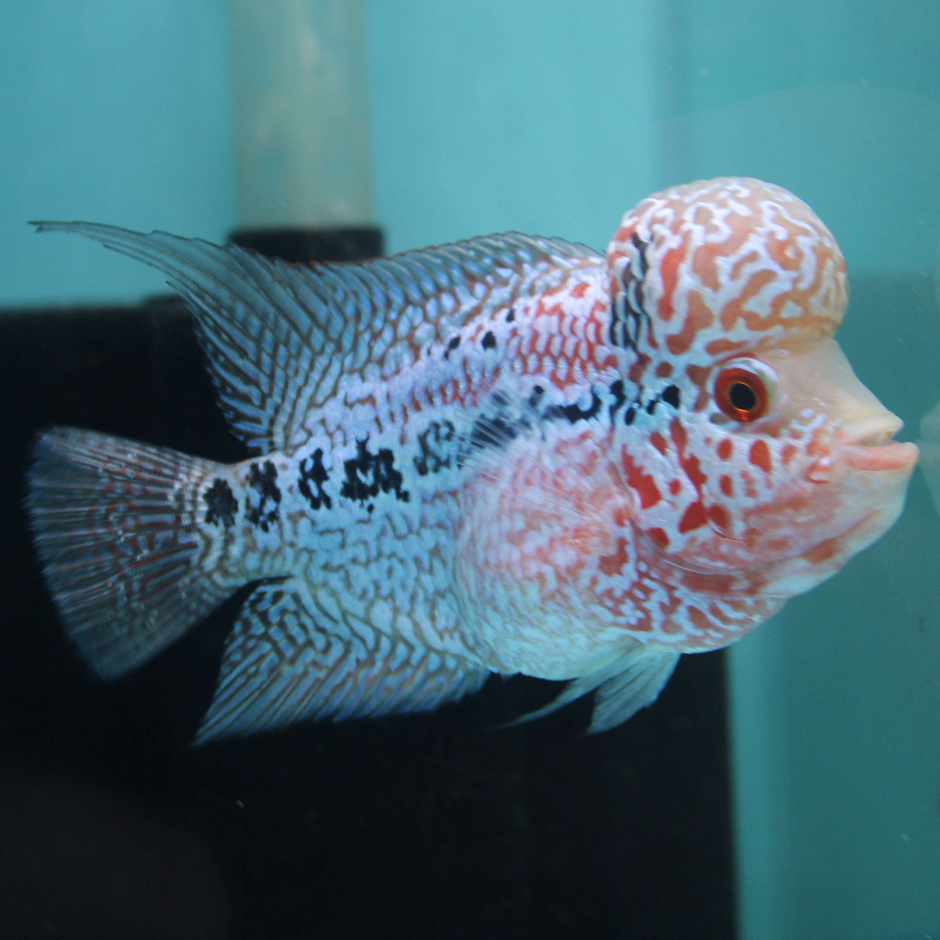 Super Red Dragon Flowerhorn MALE 4.5" inch King Kamfa BIG KOK (SRD01) H26-01
