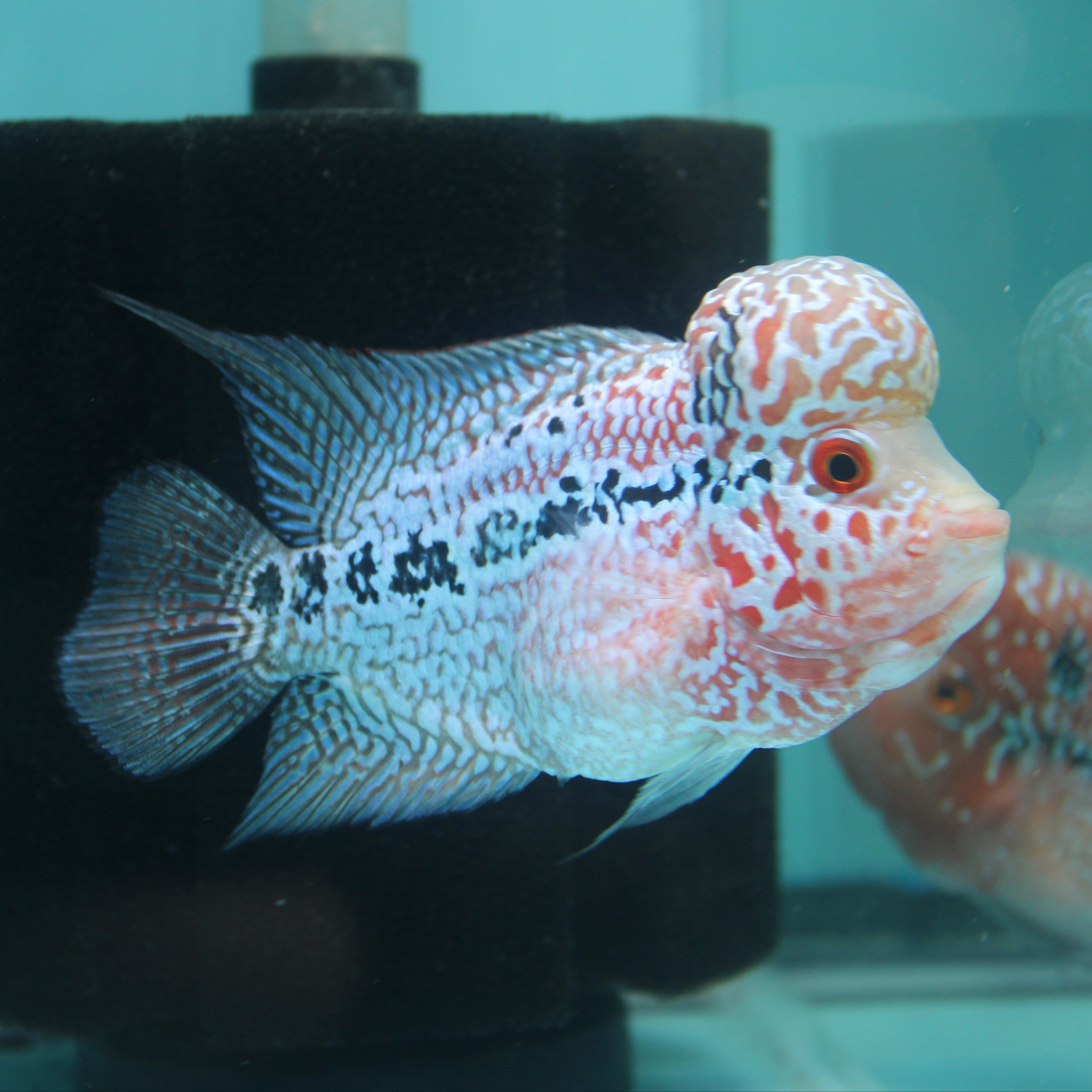 Super Red Dragon Flowerhorn MALE 4.5" inch King Kamfa BIG KOK (SRD01) H26-01