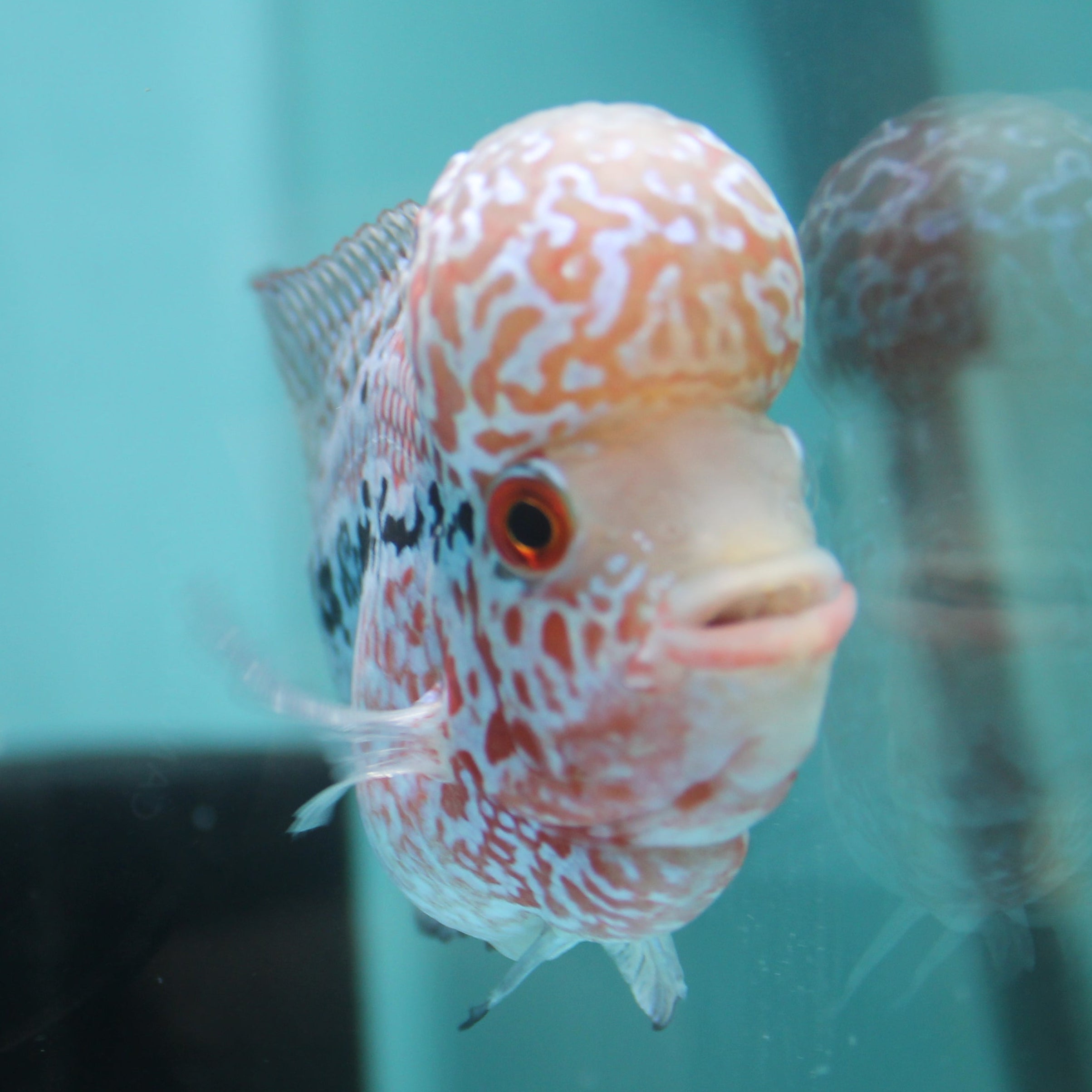Super Red Dragon Flowerhorn MALE 4.5" inch King Kamfa BIG KOK (SRD01) H26-01