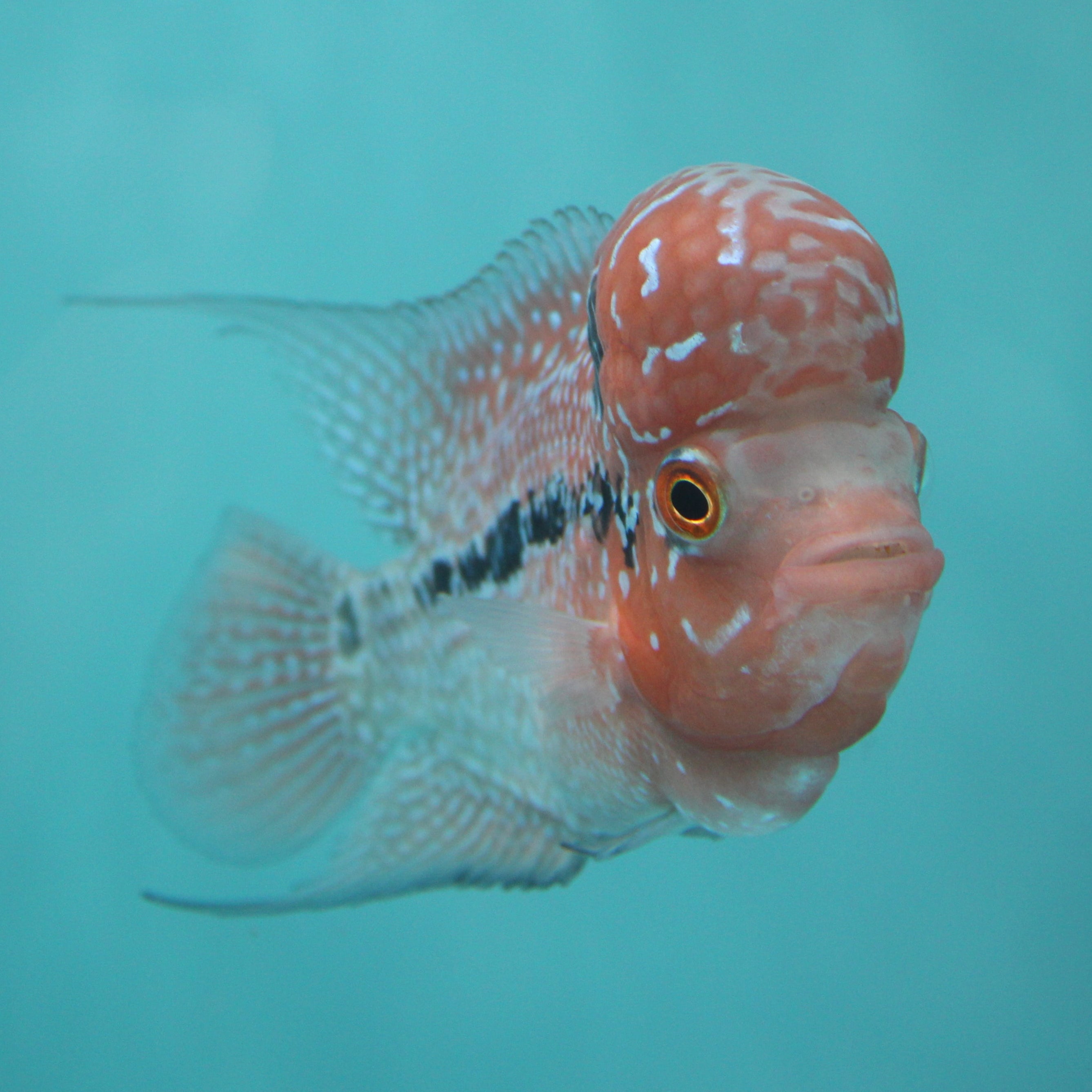 Super Red Dragon Flowerhorn MALE 4.5" inch King Kamfa BIG KOK (SRD03) H26-02