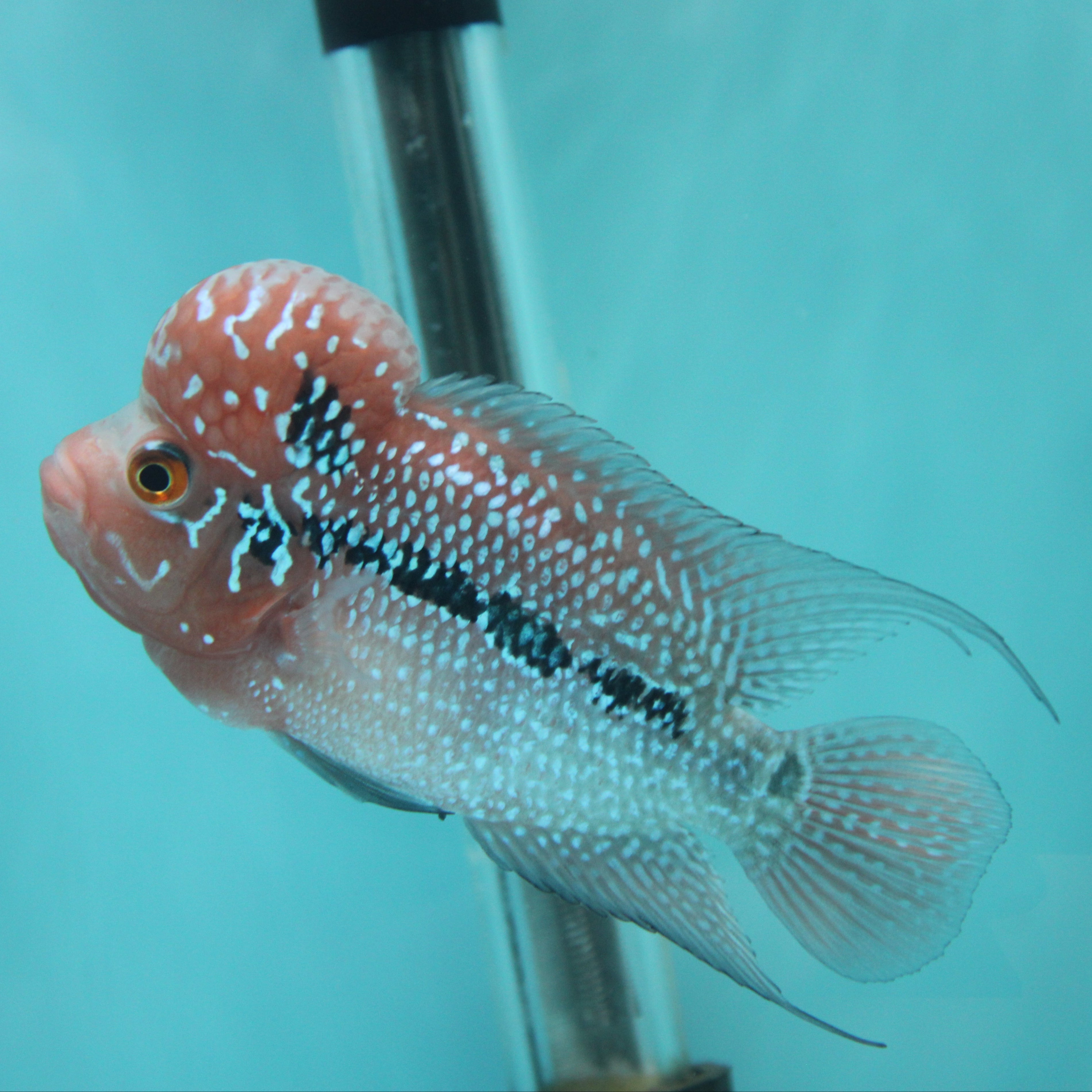 Super Red Dragon Flowerhorn MALE 4.5" inch King Kamfa BIG KOK (SRD03) H26-02