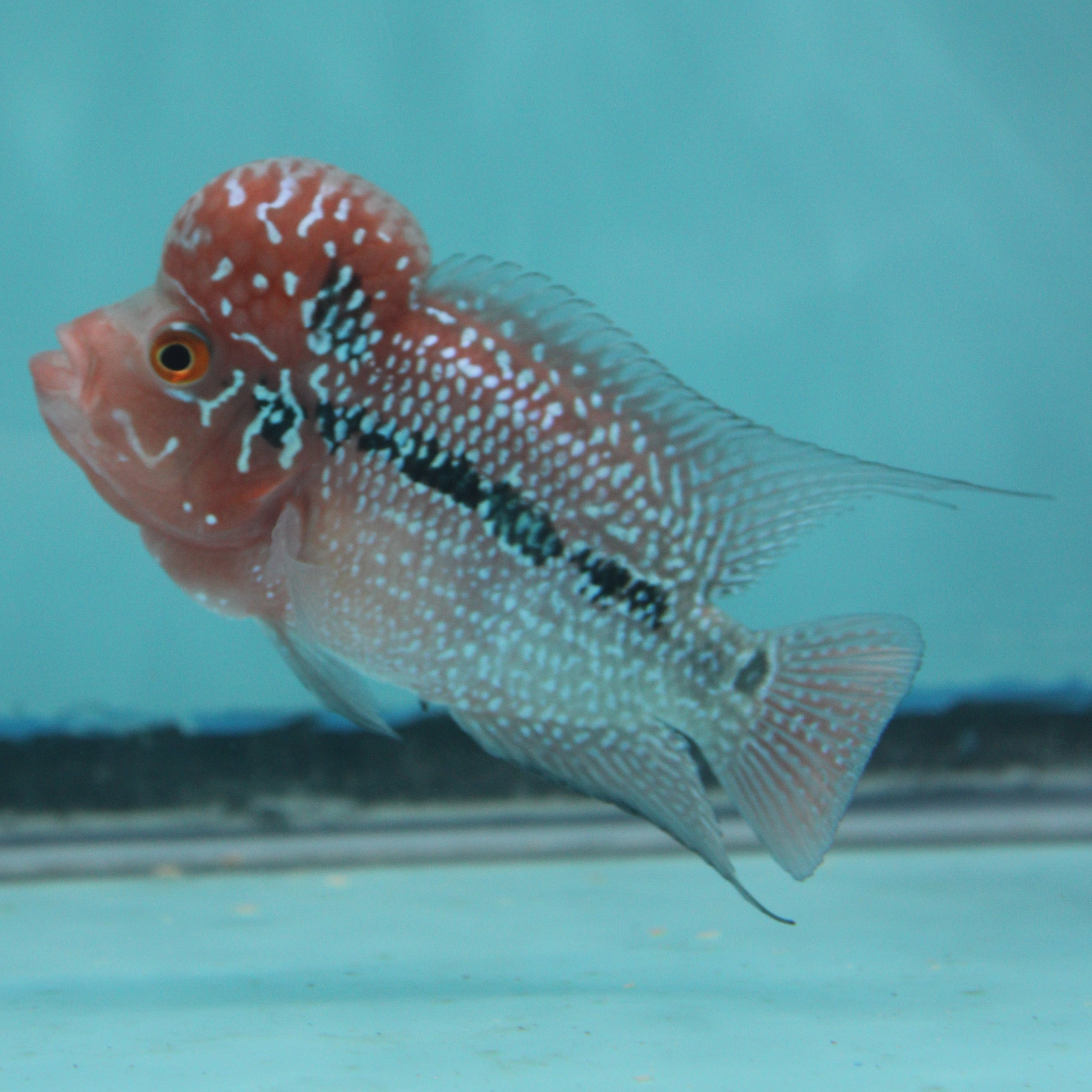Super Red Dragon Flowerhorn MALE 4.5" inch King Kamfa BIG KOK (SRD03) H26-02