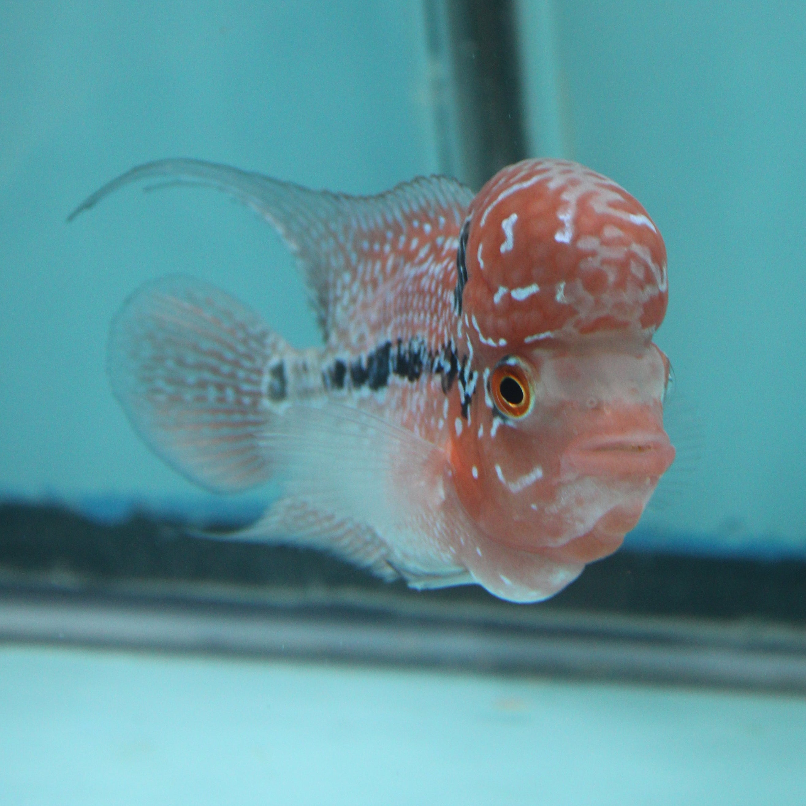 Super Red Dragon Flowerhorn MALE 4.5" inch King Kamfa BIG KOK (SRD03) H26-02