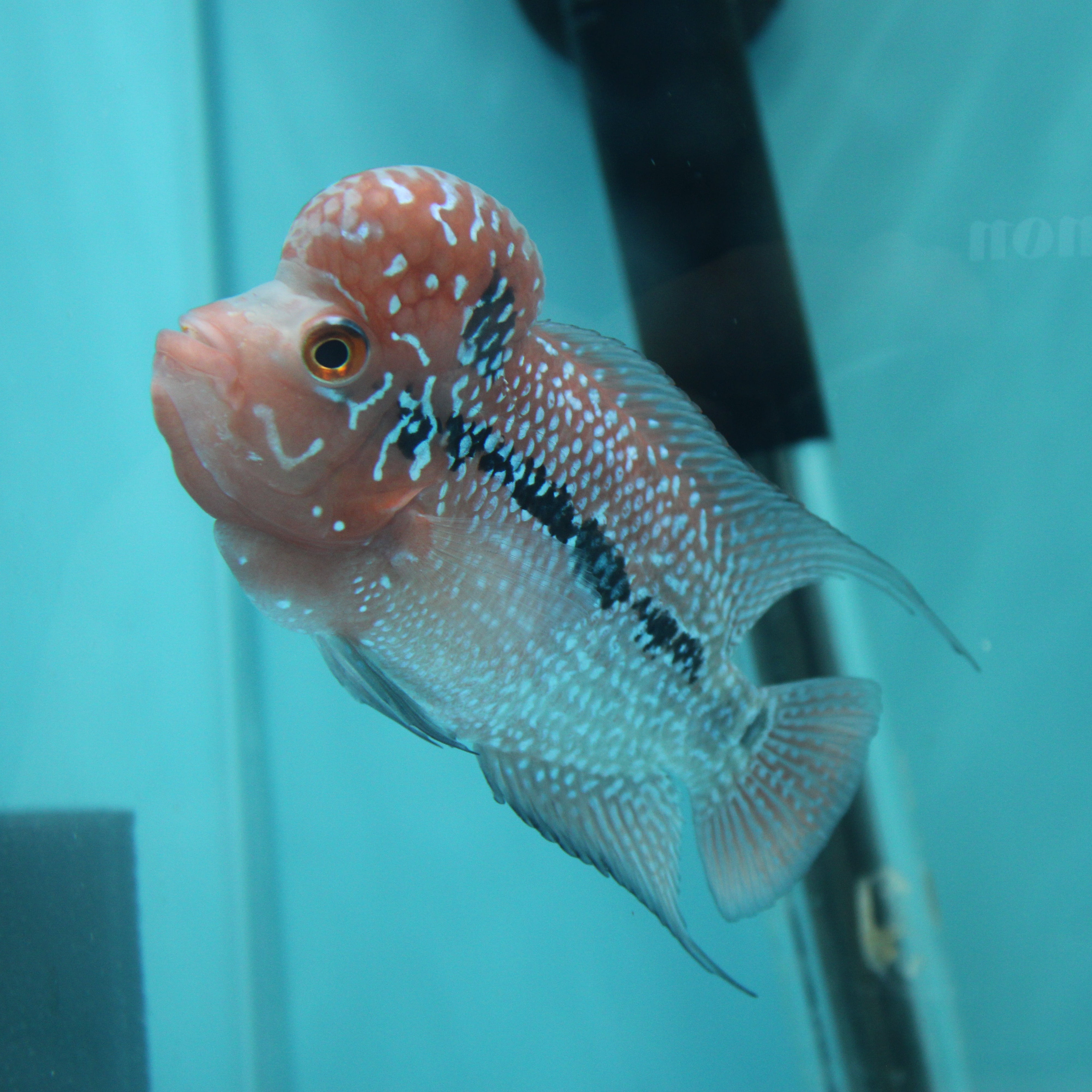 Super Red Dragon Flowerhorn MALE 4.5" inch King Kamfa BIG KOK (SRD03) H26-02