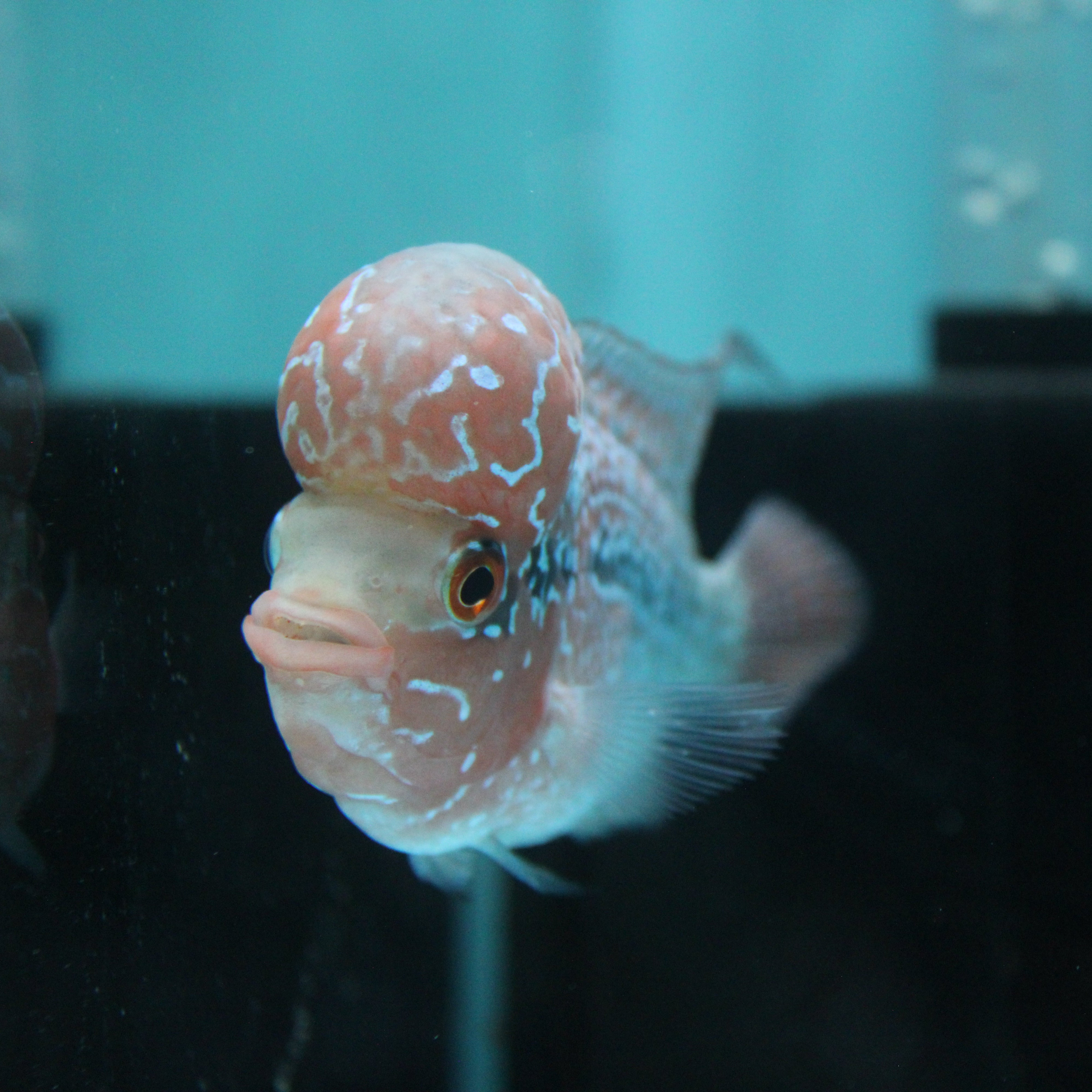 Super Red Dragon Flowerhorn MALE 4" inch King Kamfa BIG KOK (SRD02) H26-03