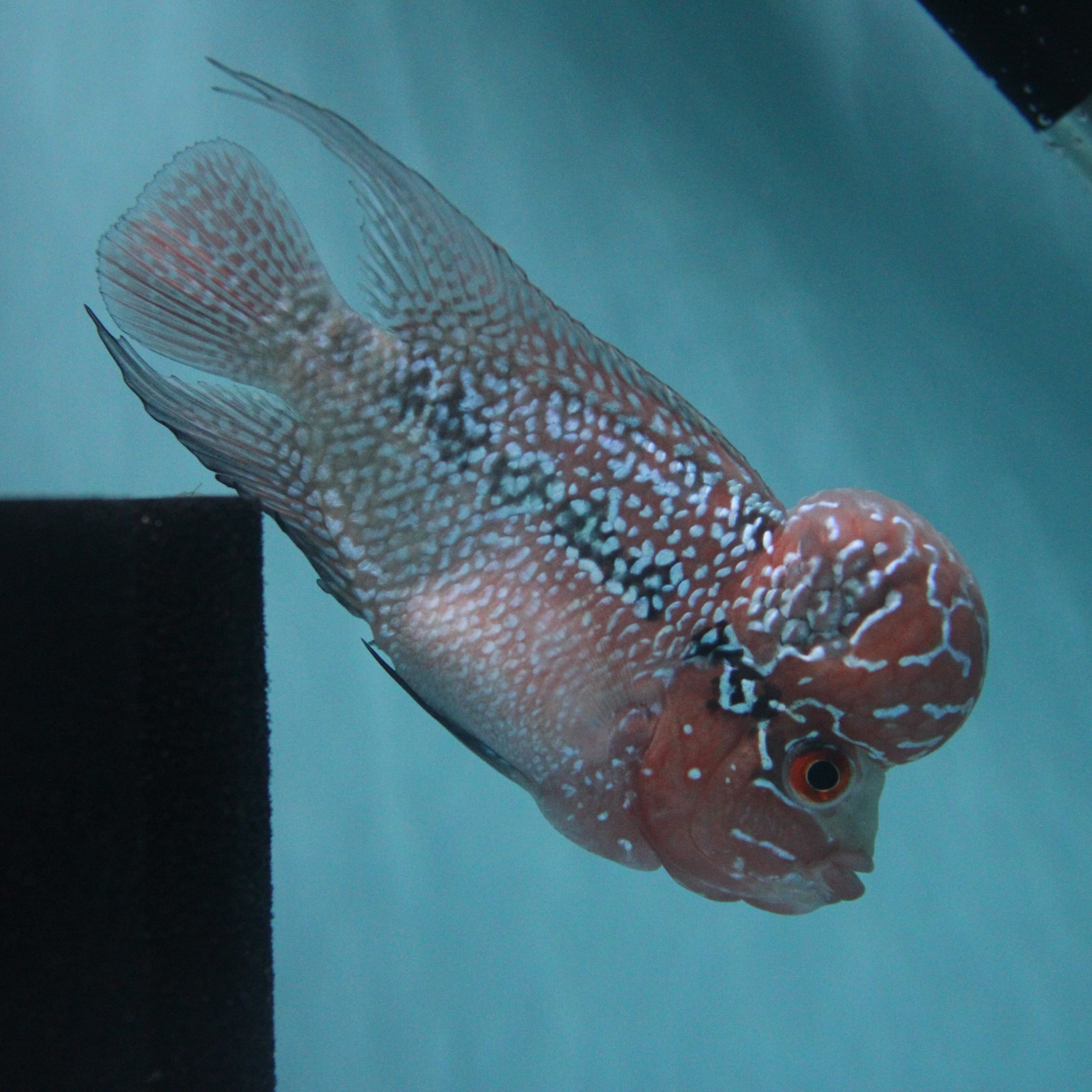 Super Red Dragon Flowerhorn MALE 4" inch King Kamfa BIG KOK (SRD02) H26-03