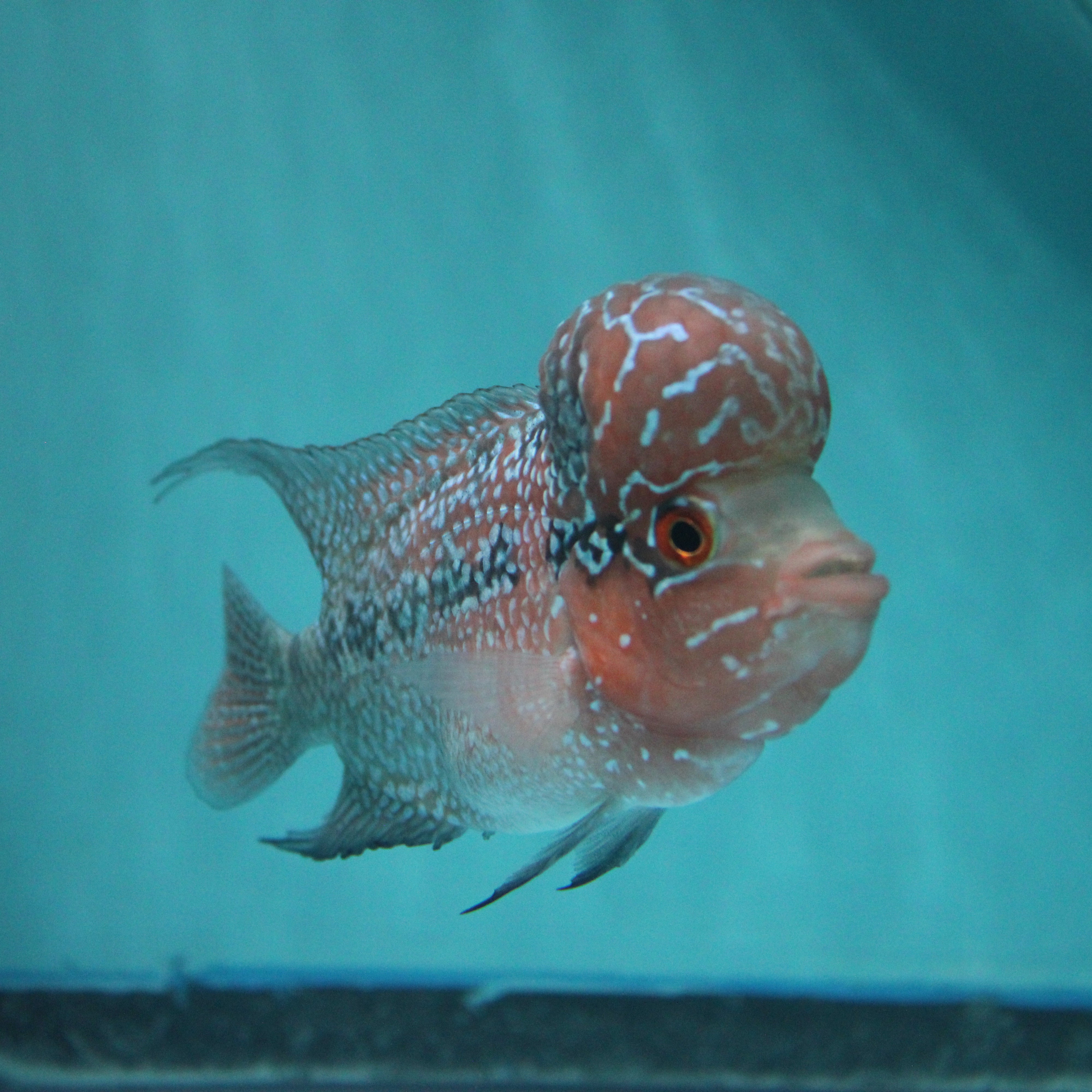 Super Red Dragon Flowerhorn MALE 4" inch King Kamfa BIG KOK (SRD02) H26-03