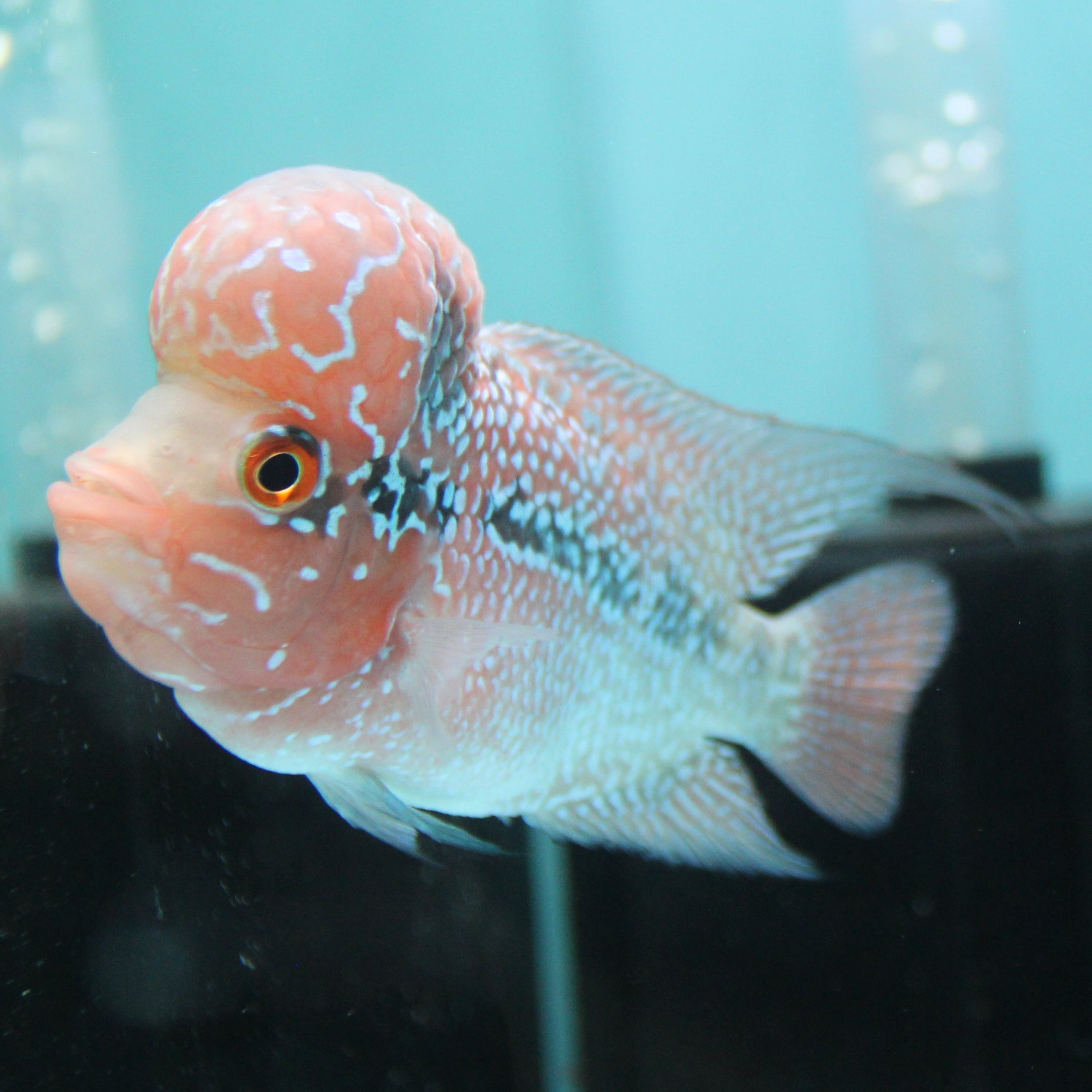 Super Red Dragon Flowerhorn MALE 4" inch King Kamfa BIG KOK (SRD02) H26-03
