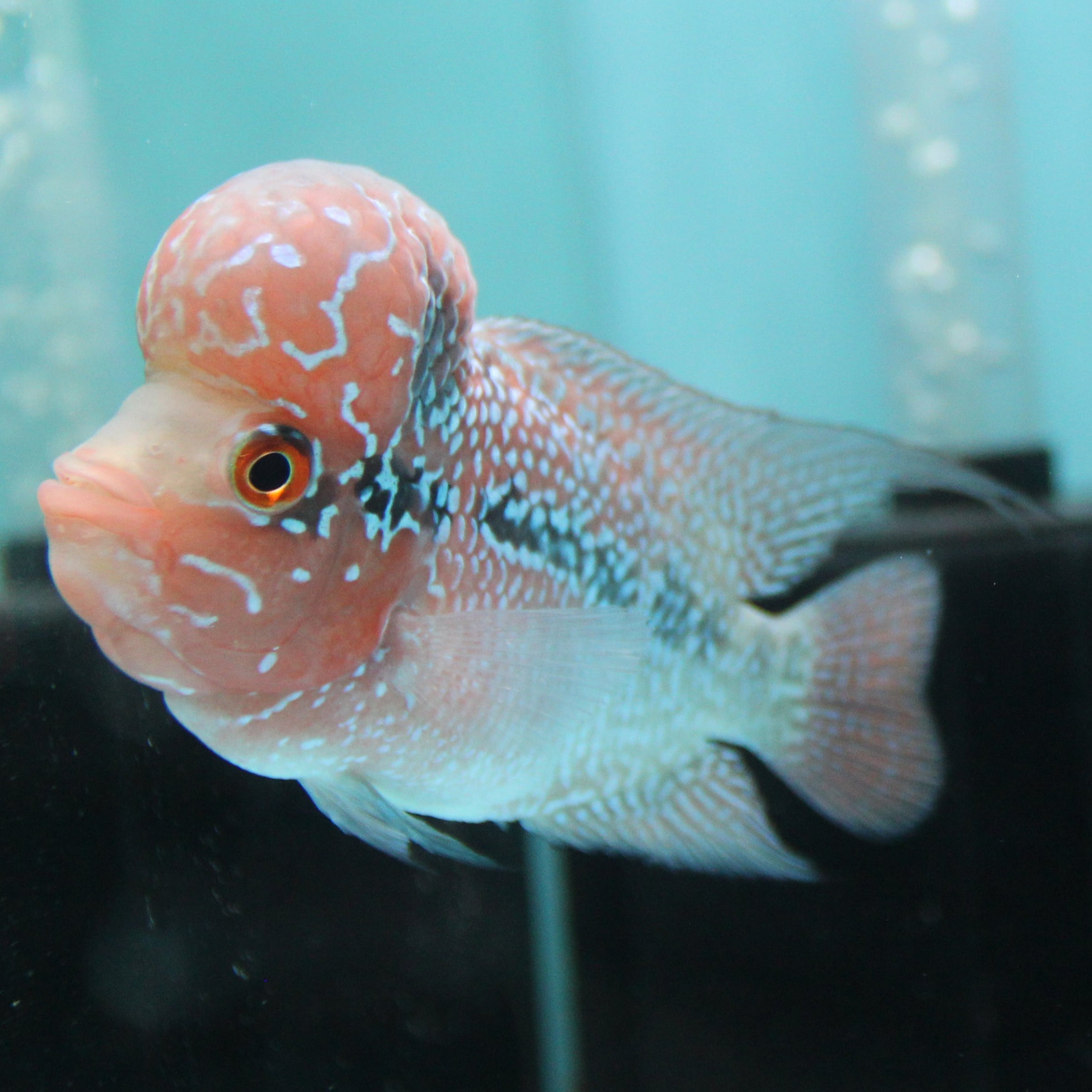 Super Red Dragon Flowerhorn MALE 4" inch King Kamfa BIG KOK (SRD02) H26-03