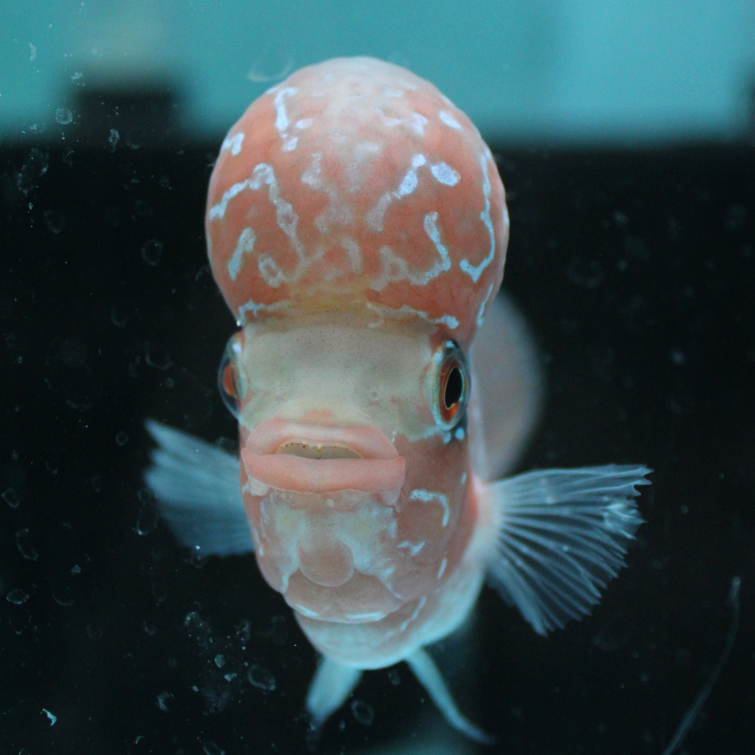 Super Red Dragon Flowerhorn MALE 4" inch King Kamfa BIG KOK (SRD02) H26-03
