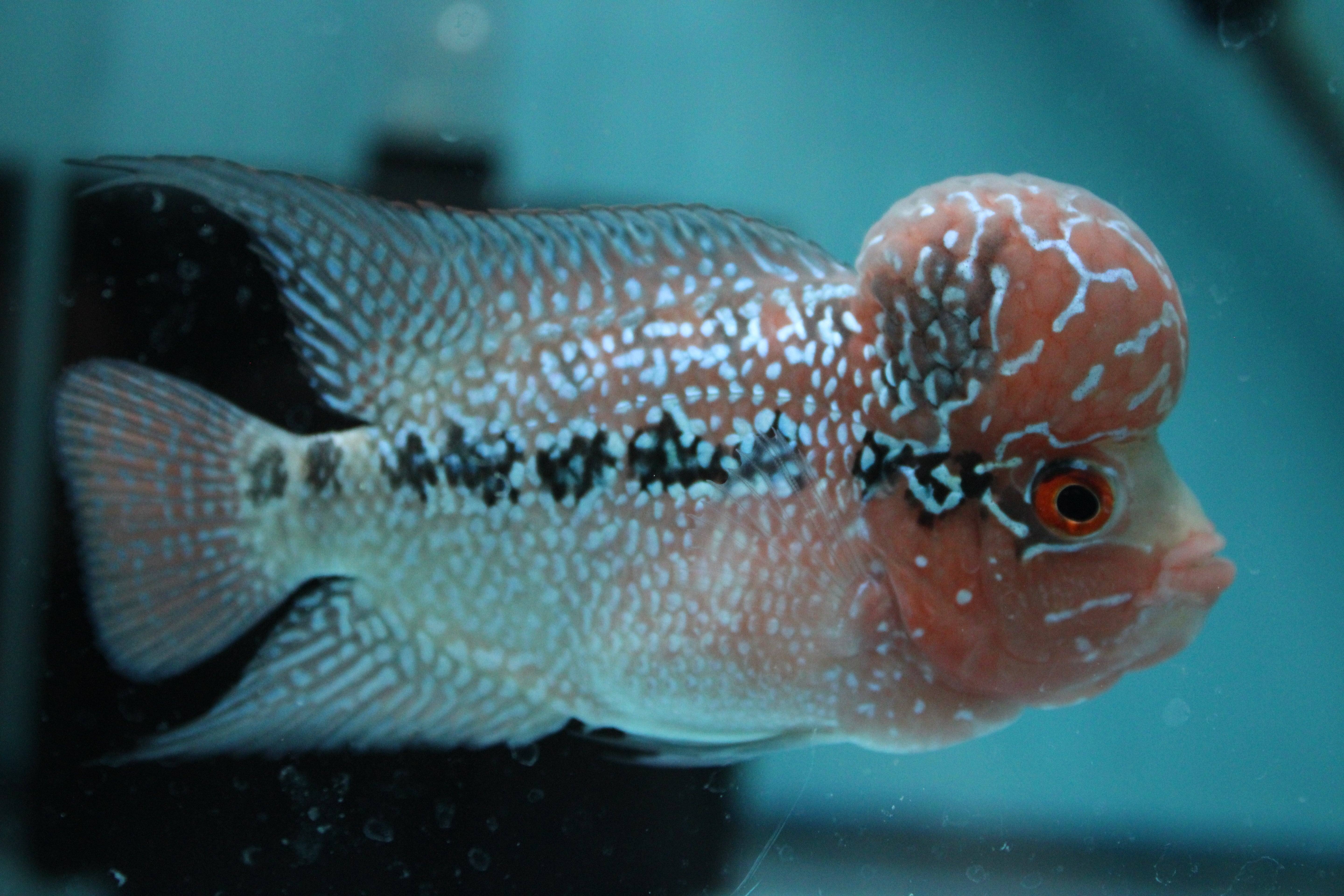 Super Red Dragon Flowerhorn MALE 4" inch King Kamfa BIG KOK (SRD02) H26-03