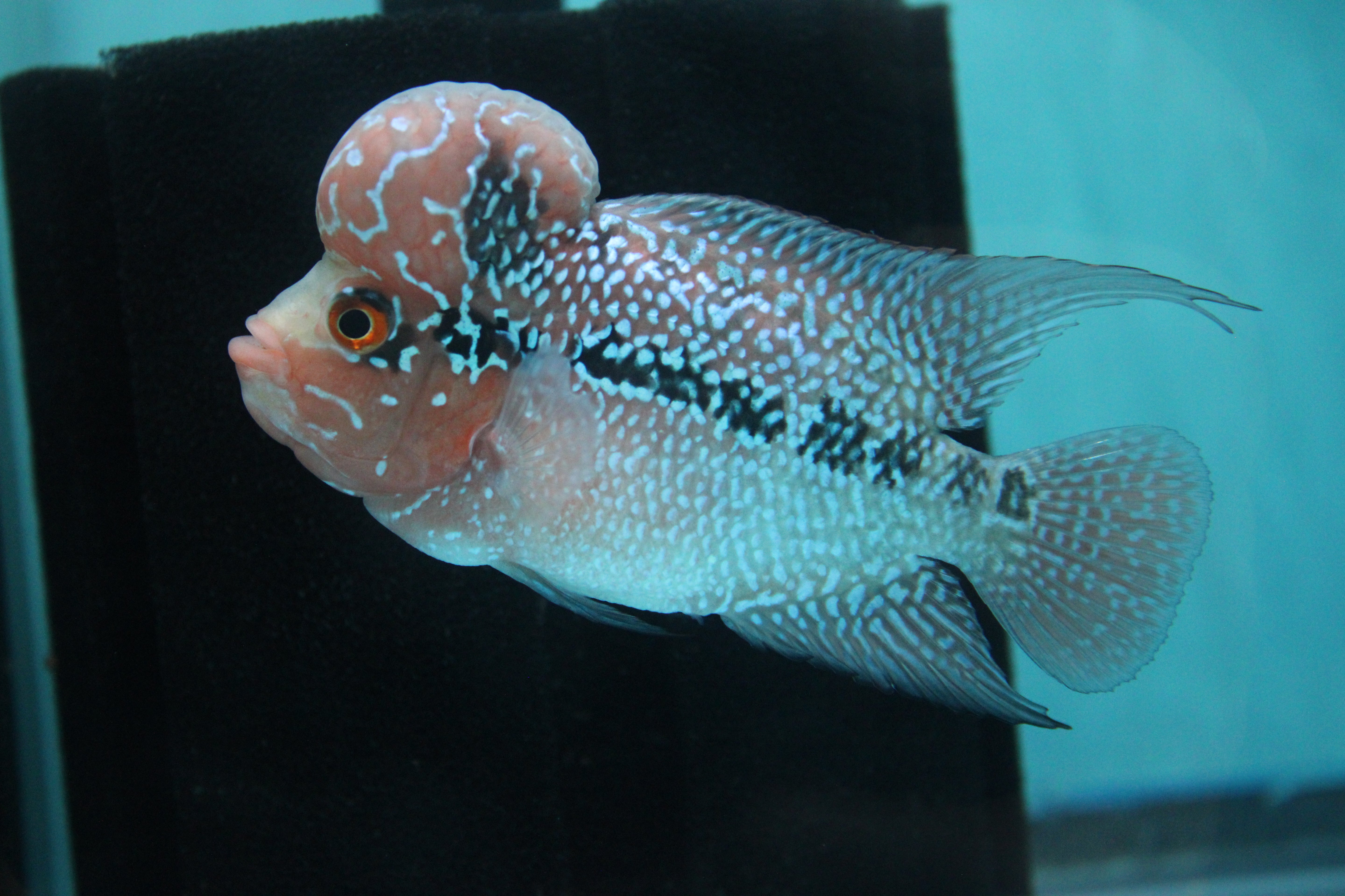 Super Red Dragon Flowerhorn MALE 4" inch King Kamfa BIG KOK (SRD02) H26-03