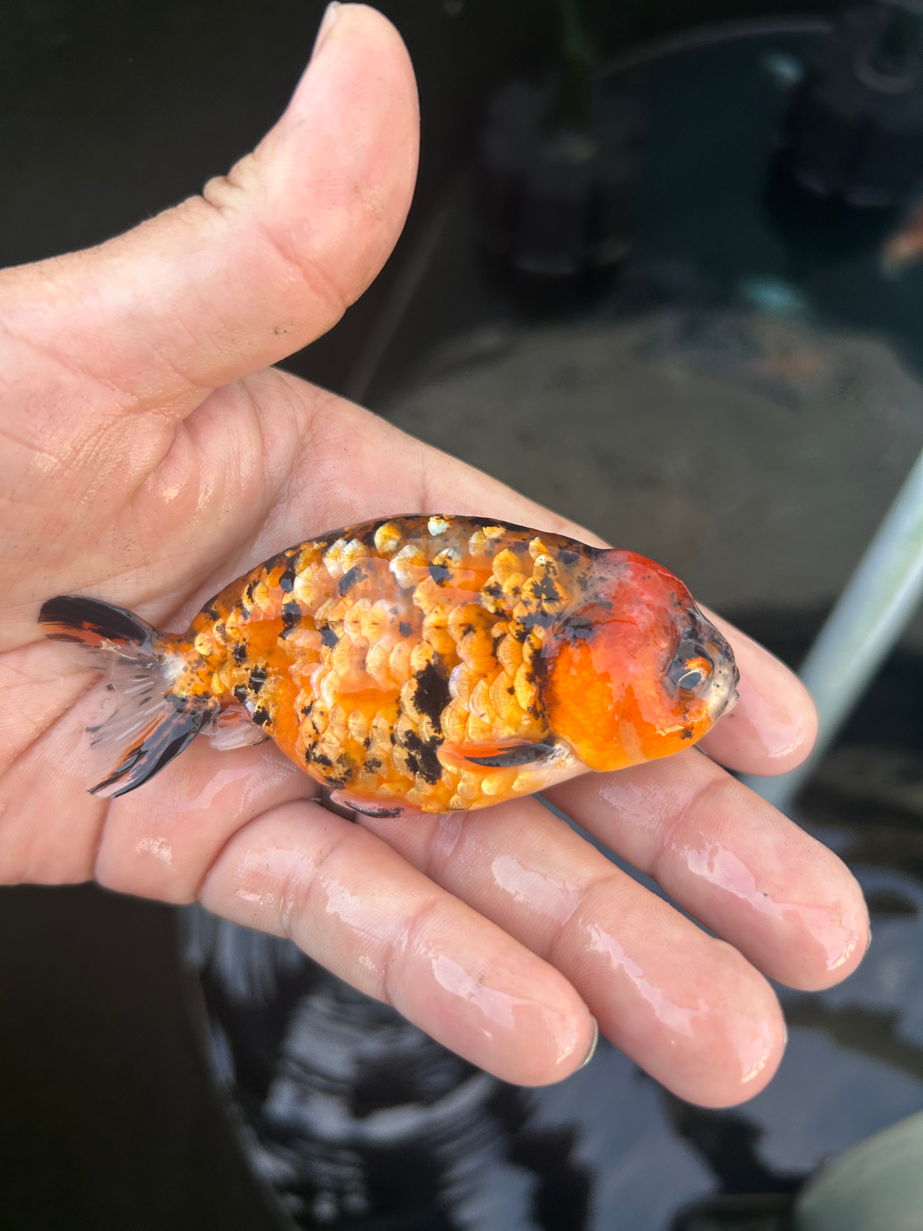 Live Premium Fancy Goldfish Ranchu Red Tiger 2.5" Body (JC-138) BlackTub #4
