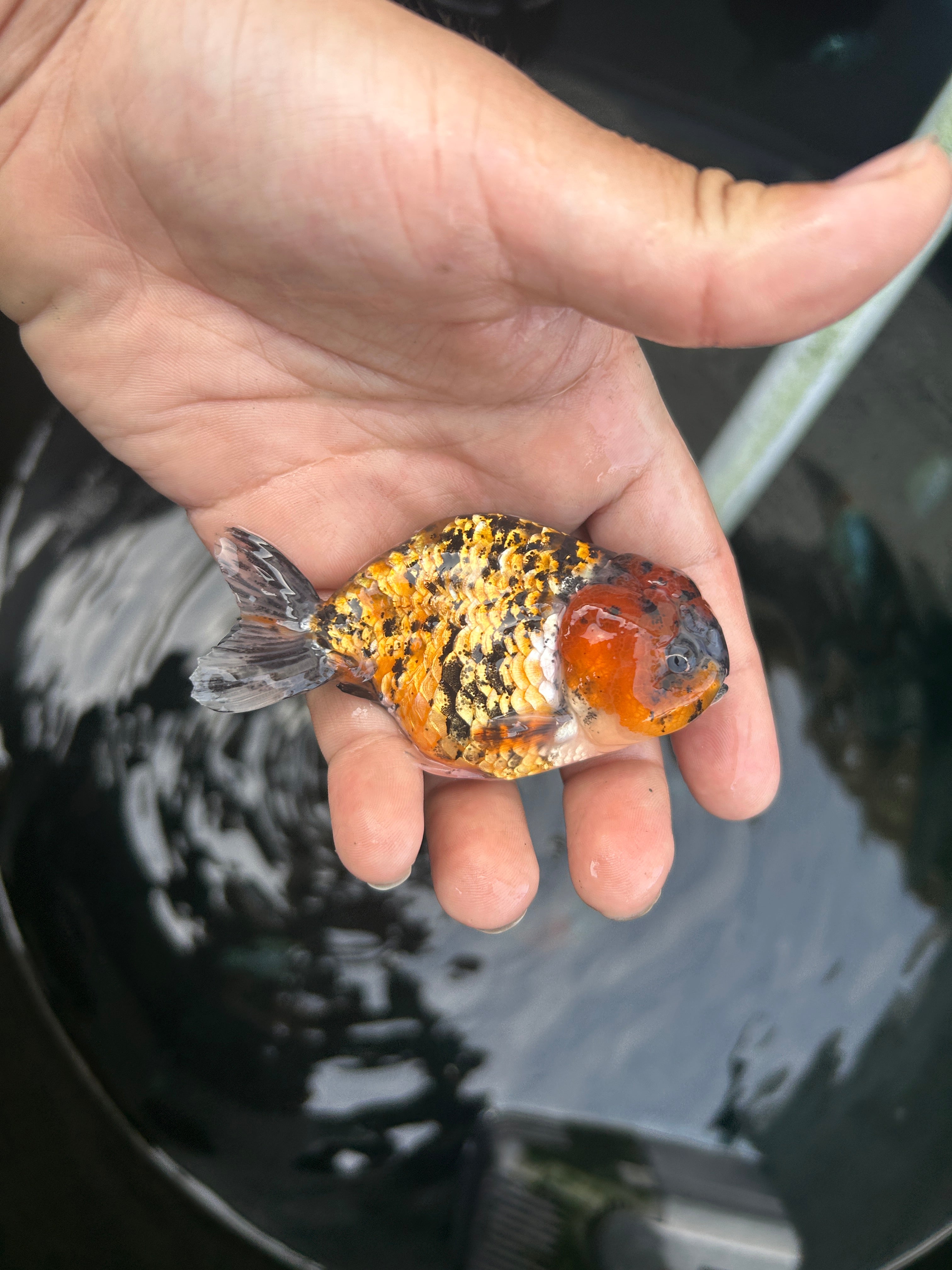 Live Premium Fancy Goldfish Ranchu Red Tiger 2.5" Body (JC-137) BlackTub #4