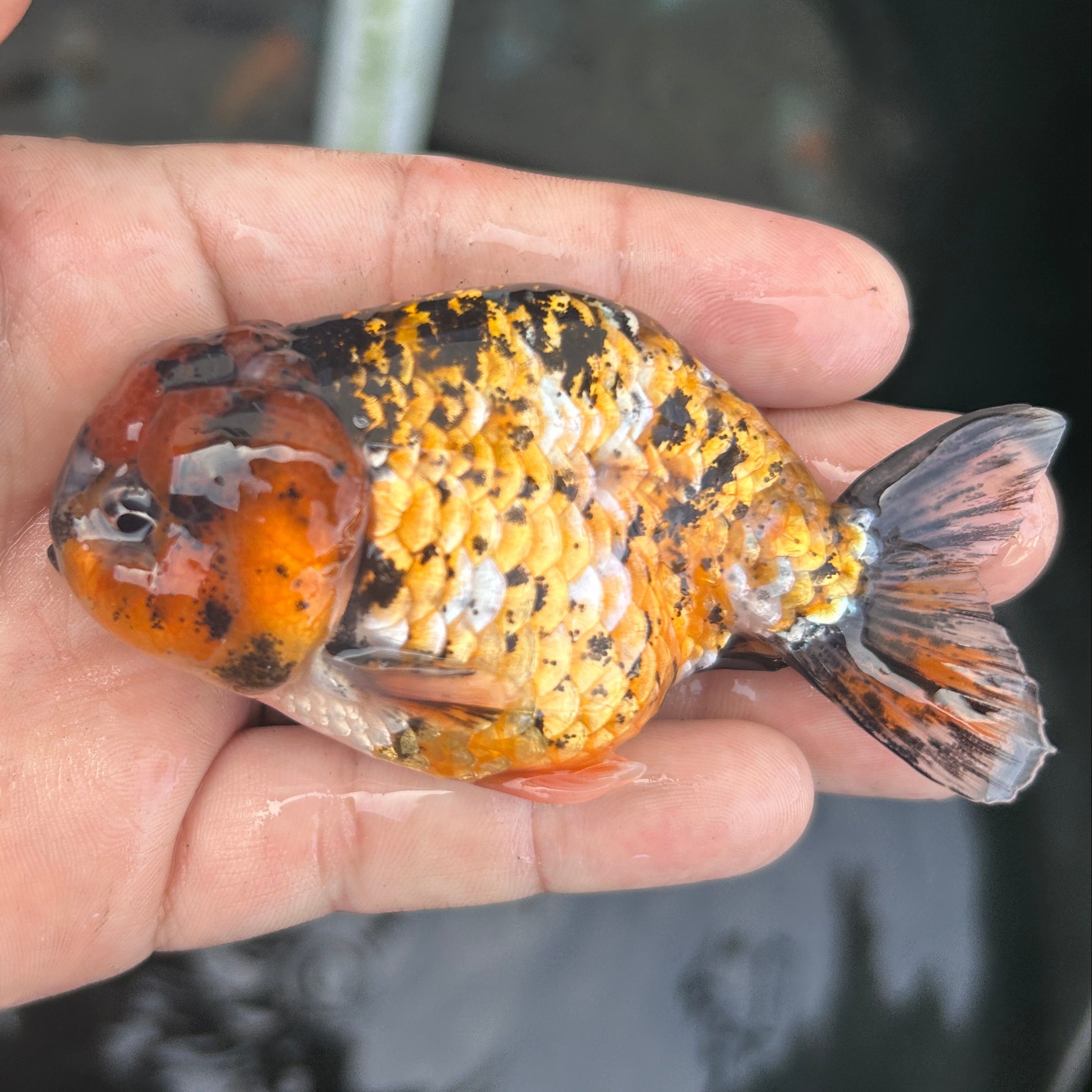 Live Premium Fancy Goldfish Ranchu Red Tiger 2.5" Body (JC-137) BlackTub #4