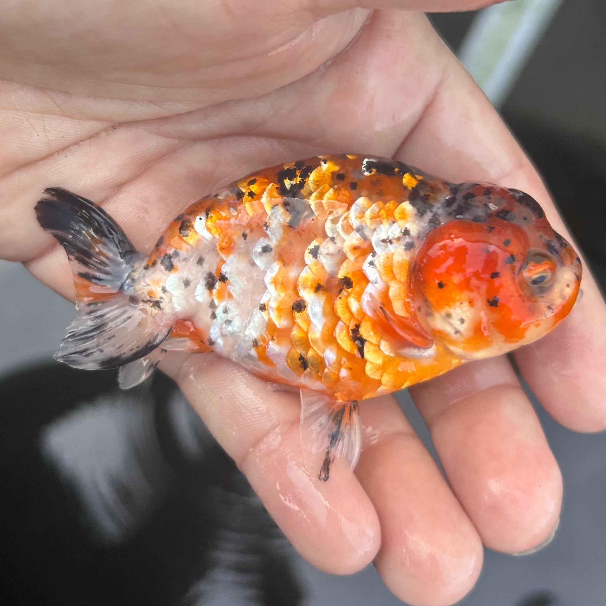 Live Premium Fancy Goldfish Ranchu Red Tiger 2.5" Body (JC-136) BlackTub #4