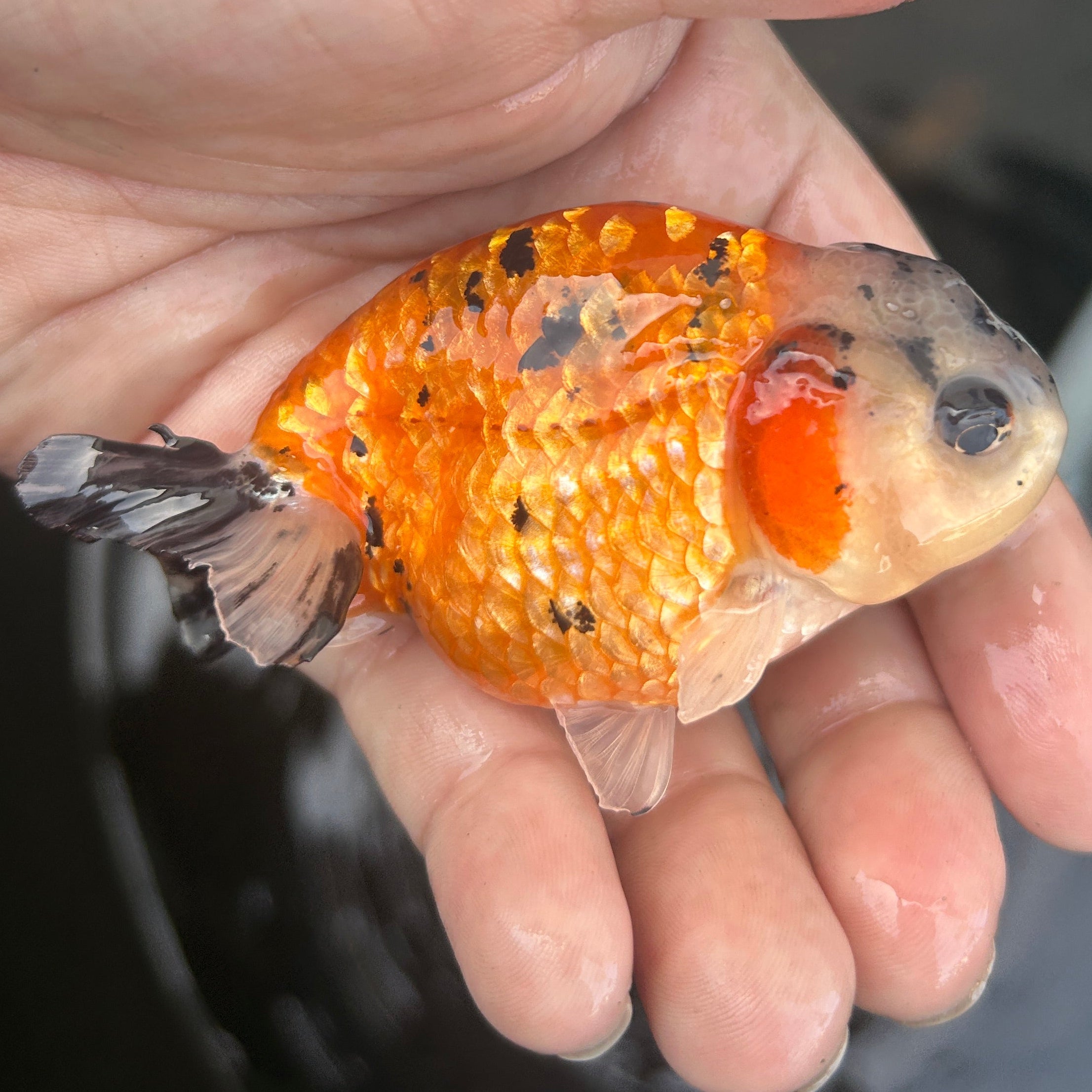 Live Premium Fancy Goldfish Ranchu Red Tiger 2.5" Body (JC-135) BlackTub #4